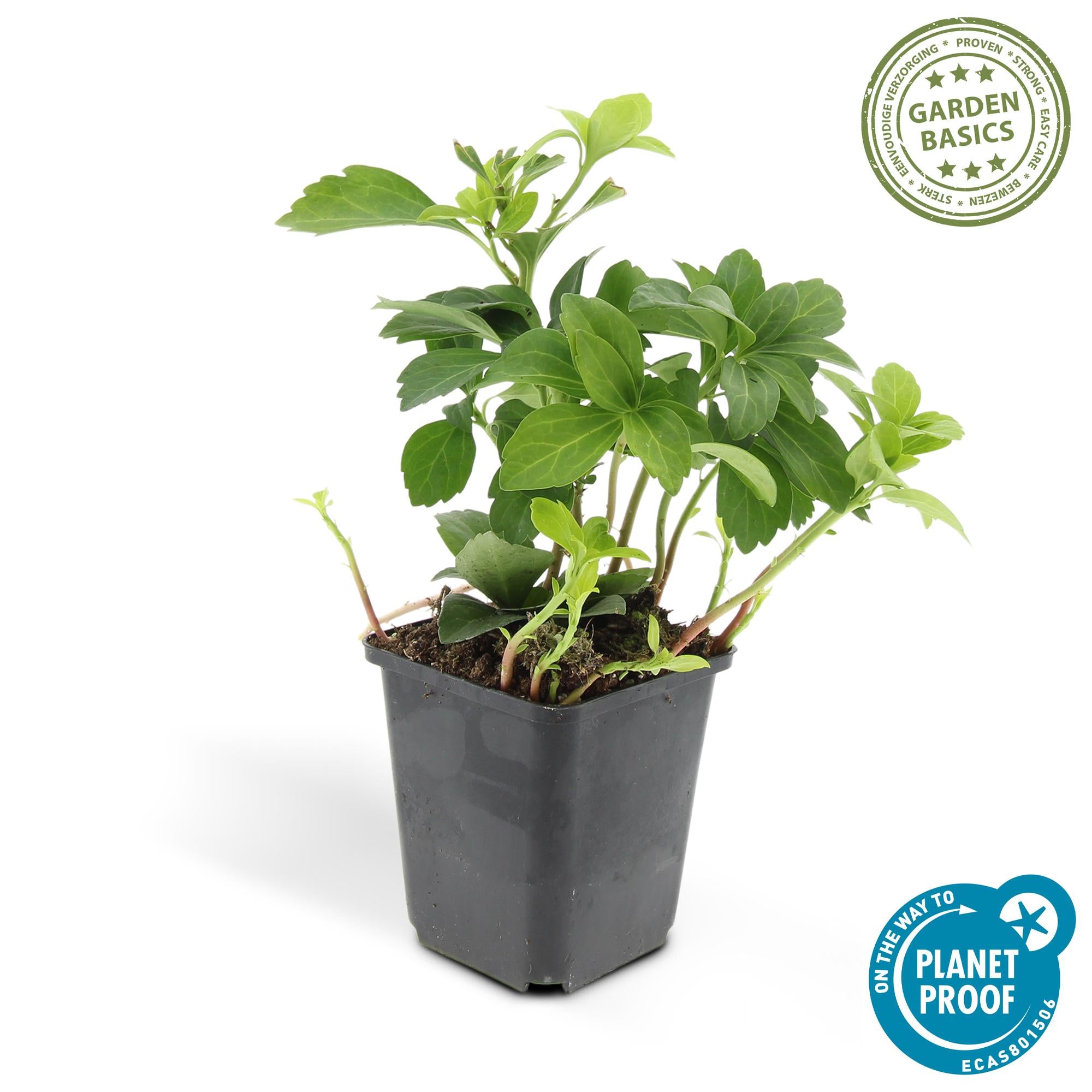 Dickmännchen - Pachysandra term. 'Green Carpet' - ↕10-25cm - Ø9cm 24 Stück