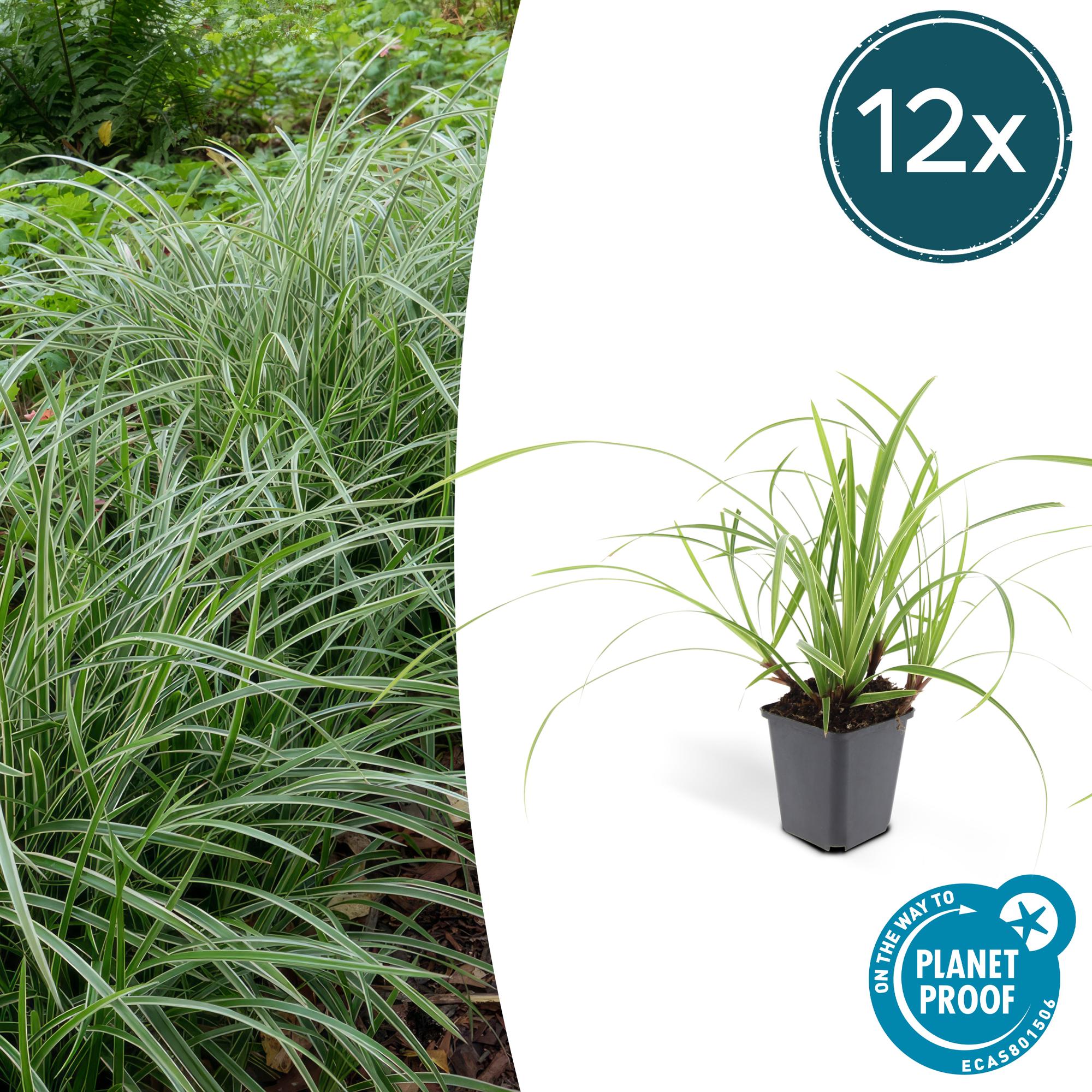 Japansegge - Carex morrowii 'Ice Dance' - ↕10-25cm - Ø9cm 12 Stück