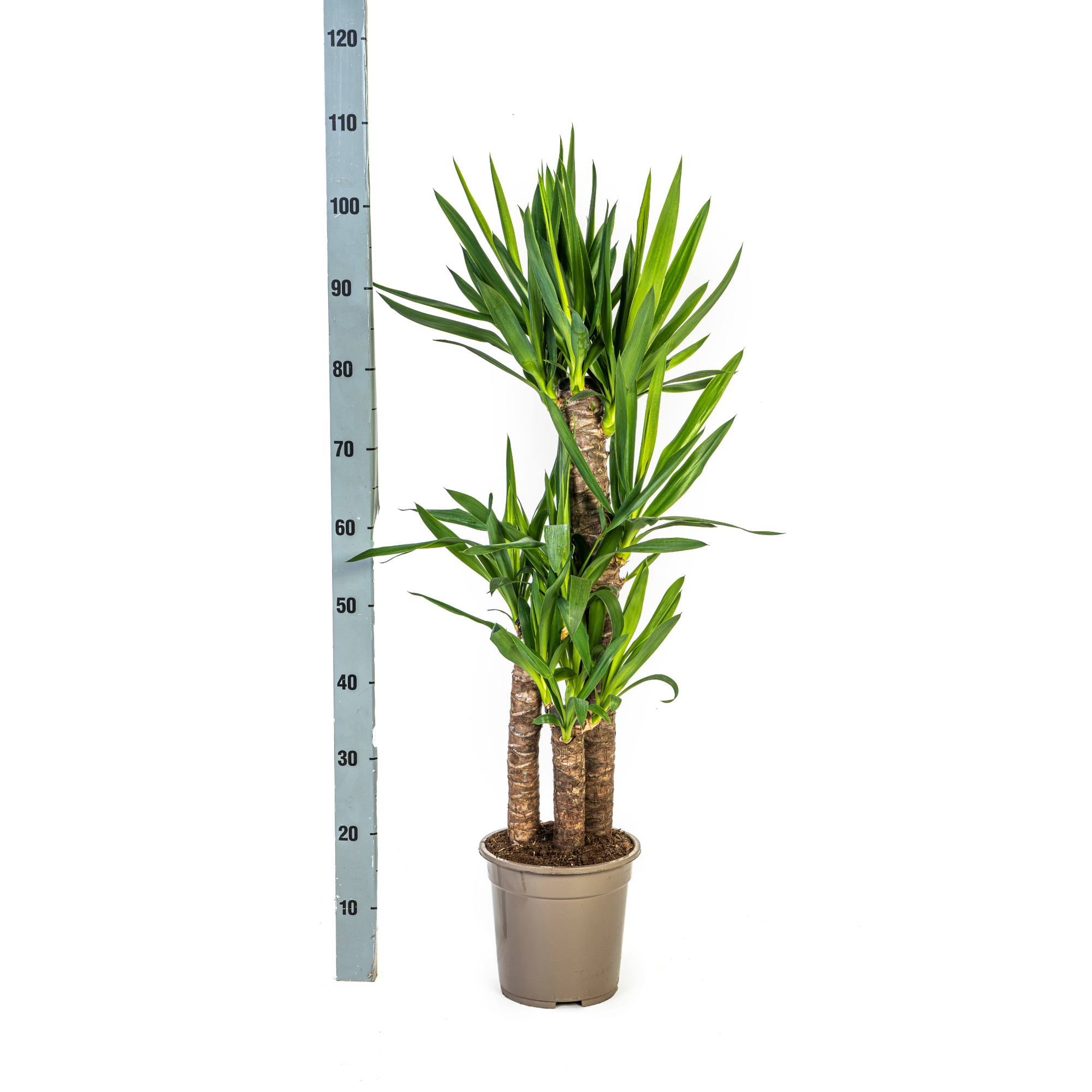 Yuccapalme- Yucca Elephantipes mit Korb Ø21cm - ↕90 - 110cm