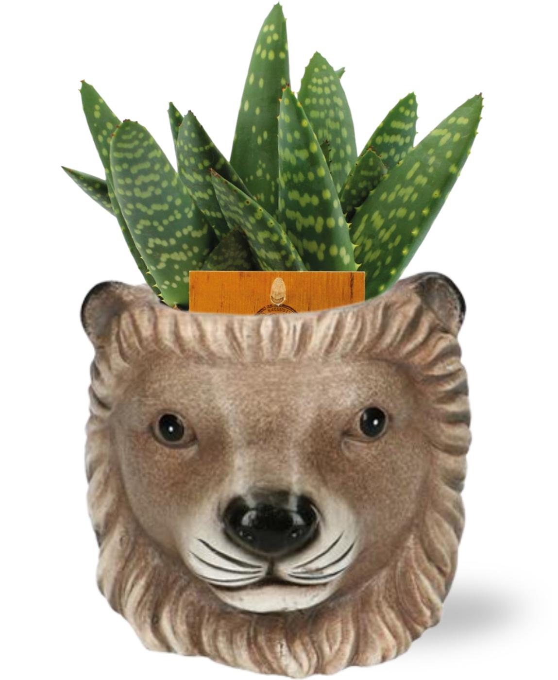 Aloe Paradisicum - Ø10,5cm - ↕15cm & Dekotopf Löwe - D11/13x10cm