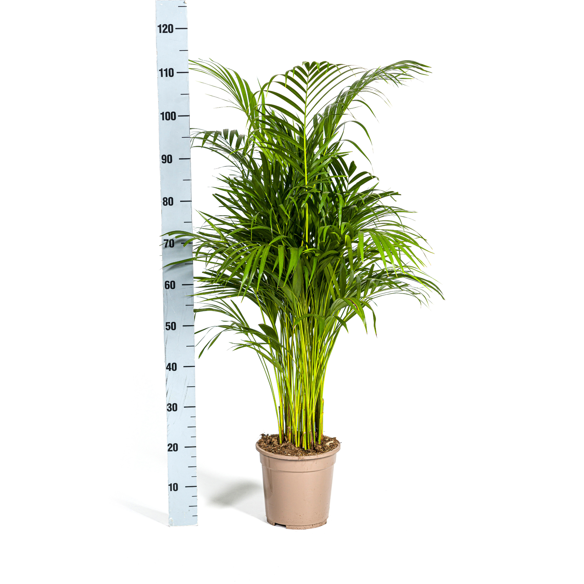 Arecapalme - Dypsis Areca Lutescens mit Korb Ø21cm - ↕100 - 120cm