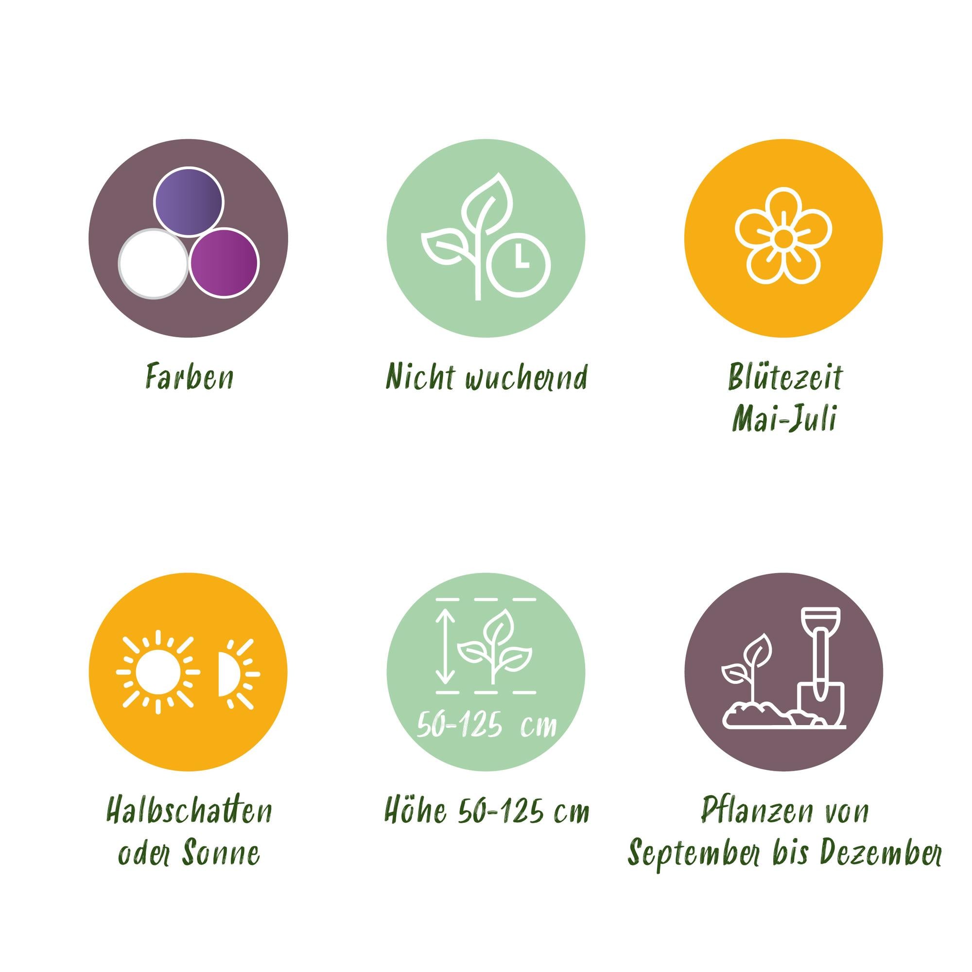 Zierlauch Mix - Blumenzwiebeln Bulb Garden Allium Mix - Verschiedene Farben - 80 Stück - Geschenkverpackung