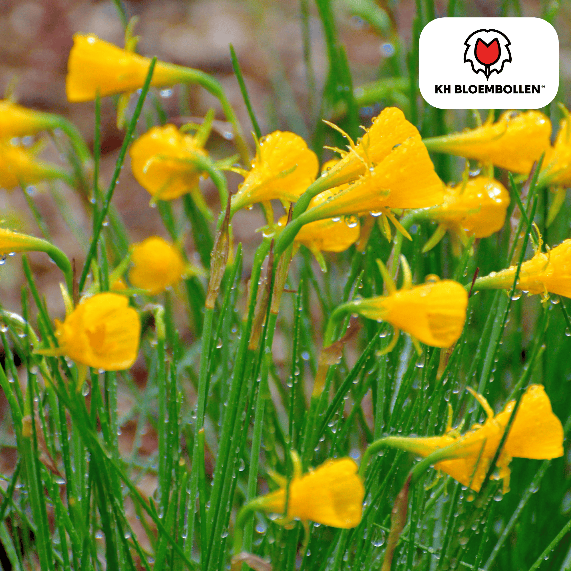 Narzissen - Narcis Golden Bells 25 Stück