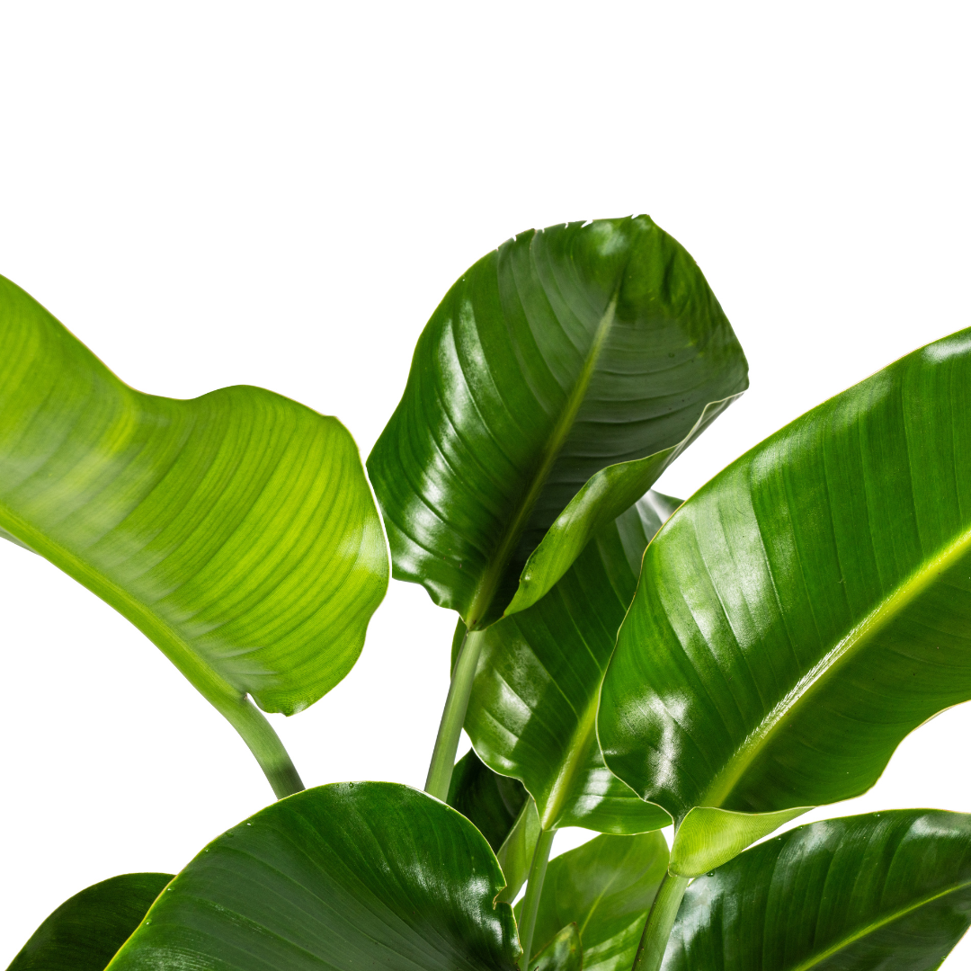 Paradiesvogelblume - Strelitzia Nicolai mit Korb Ø21cm - ↕90 - 110cm