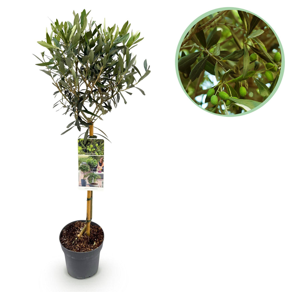olivenbaum grüner stamm Olivenbaum - Olea Europaea - Stamm-Pflanze - Terrassenpflanze