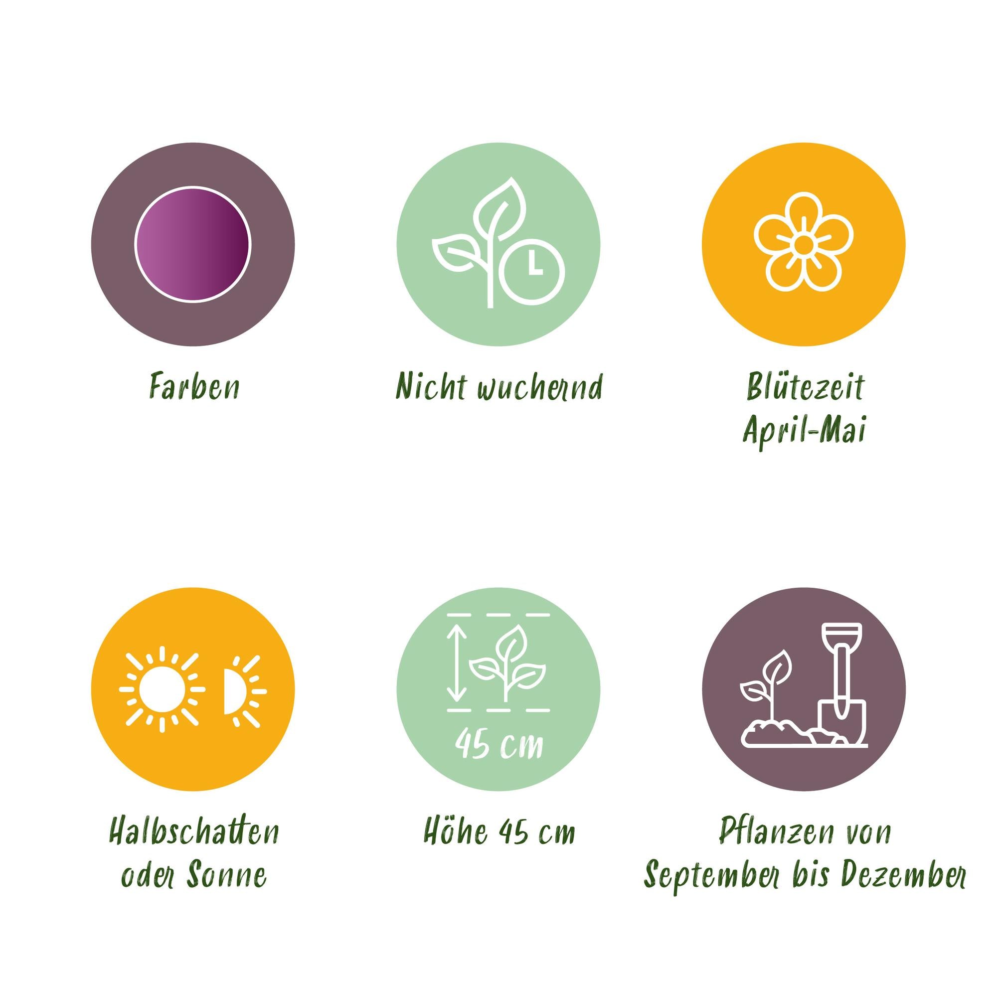 Tulpen - Tulipa Double Lila - Farbe Lila - 50 Stück - Zwiebelgröße 11/12 - XXL Pack