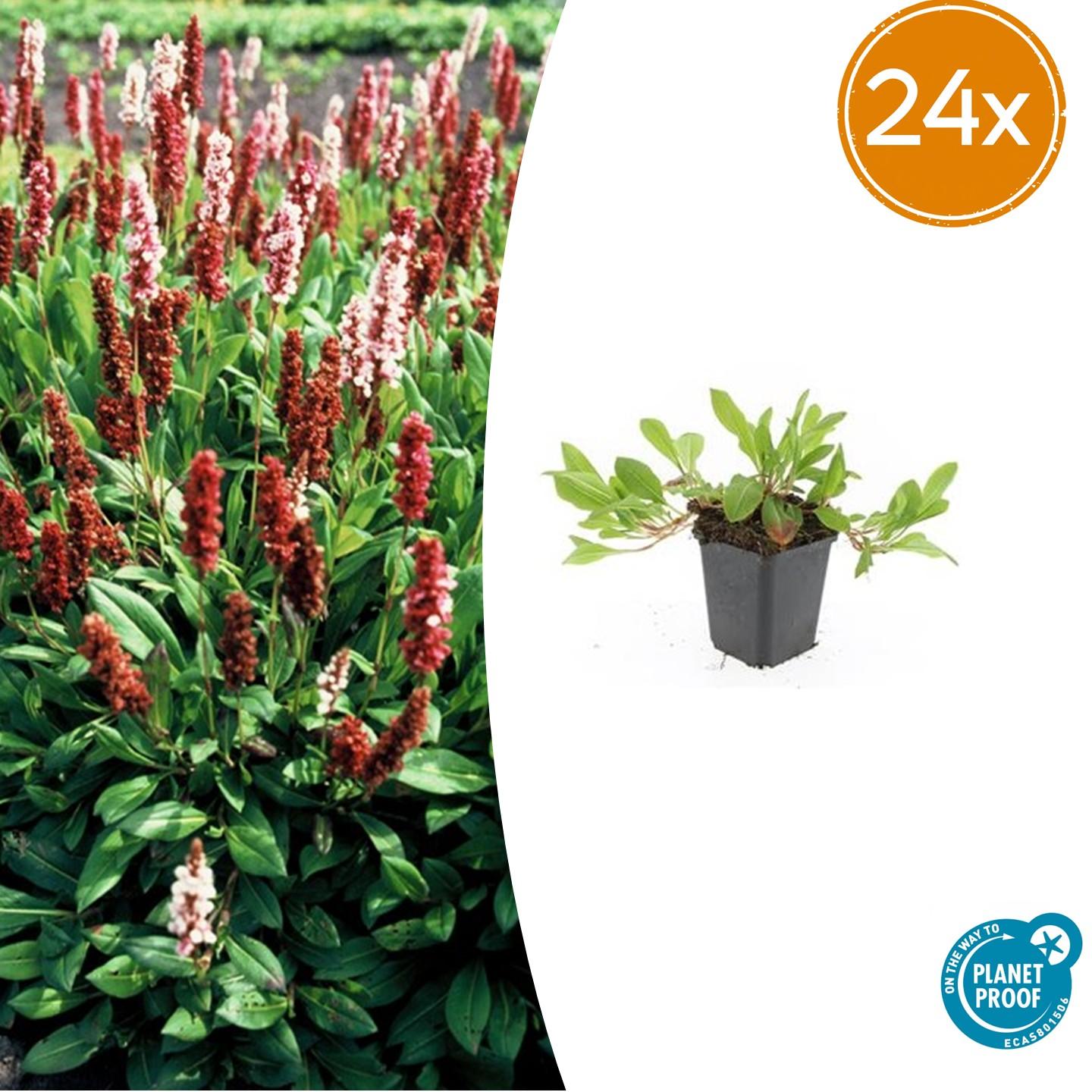 Schneckenknöterich - Persicaria aff. 'Darjeeling Red' - ↕10-25cm - Ø9cm 24 Stück