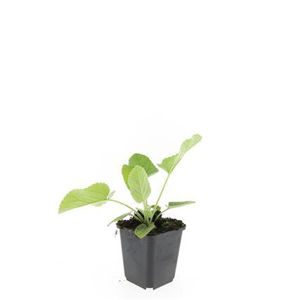 Syrisches Brandkraut - Phlomis russeliana - ↕10-25cm - Ø9cm 48 Stück