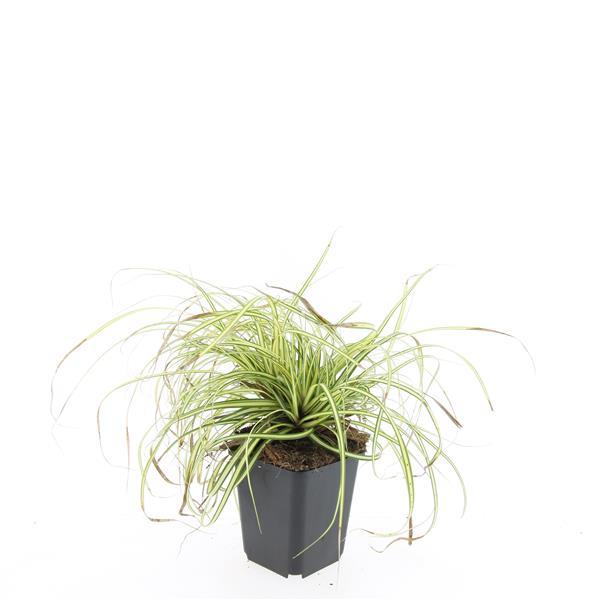 Japangoldsegge - Carex oshim. 'Evergold'  - ↕10-25cm - Ø9cm 24 Stück