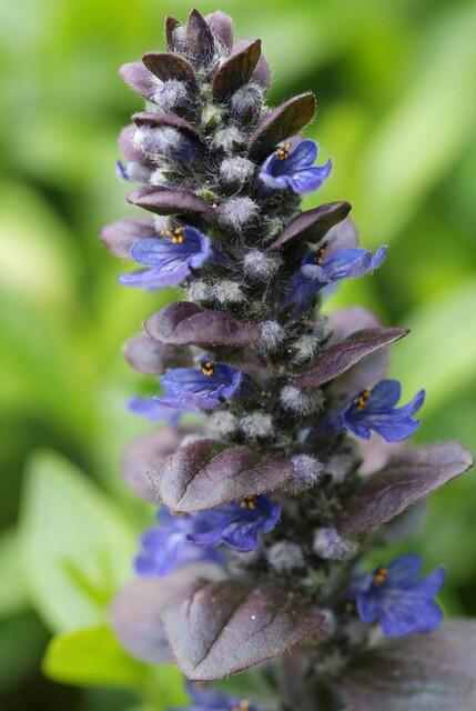 Kriechender Günsel - Ajuga reptans 'Catlin's Giant' - ↕10-25cm - Ø9cm 48 Stück