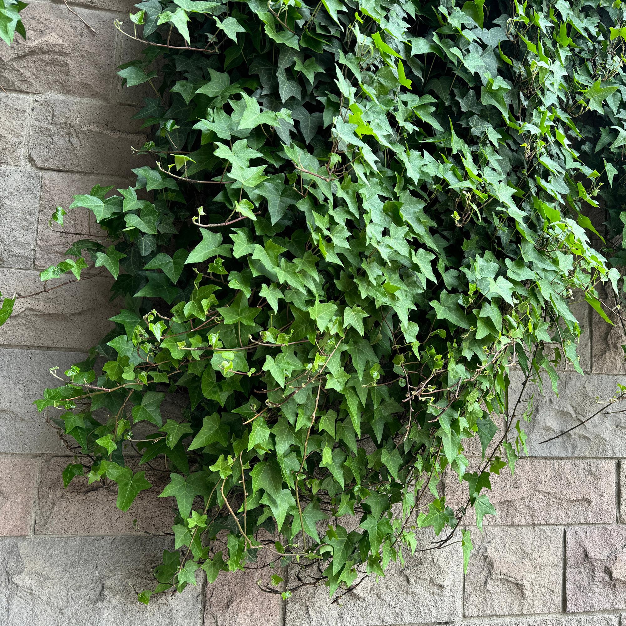 Gemeiner Efeu - Hedera helix - 2 Pflanzen