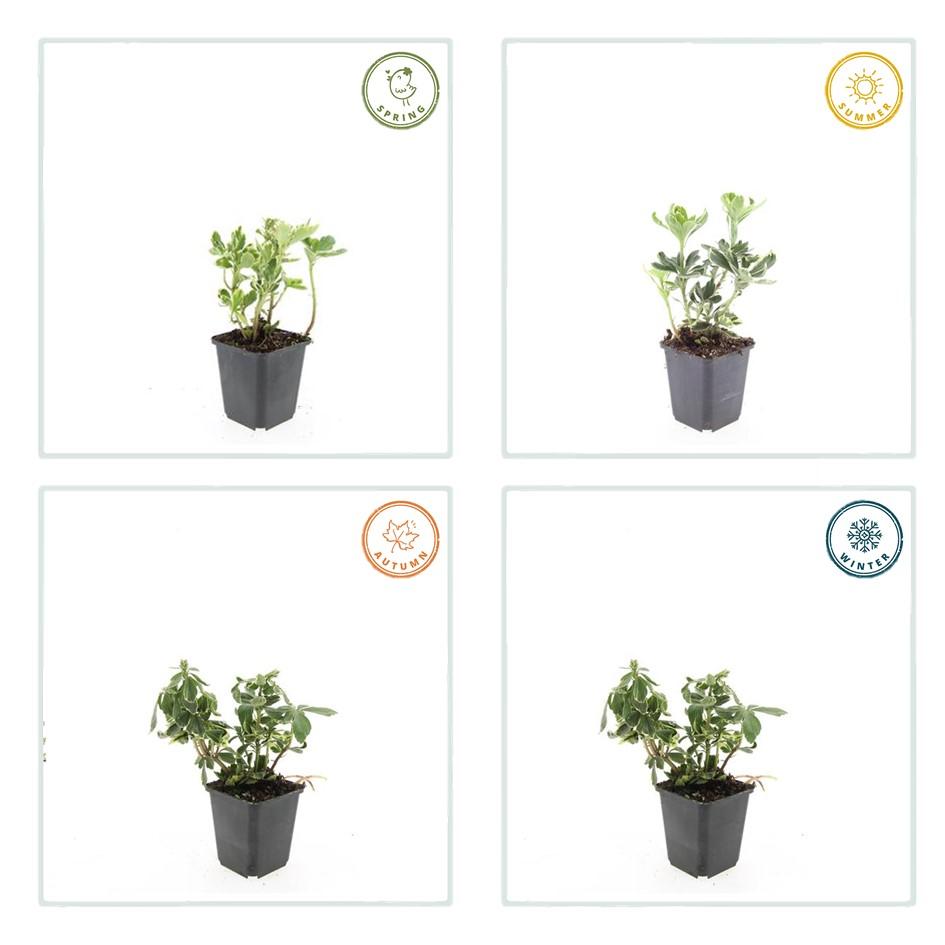 Weißbuntes Dickmännchen - Pachysandra term. 'Variegata' - ↕10-25cm - Ø9cm 48 Stück