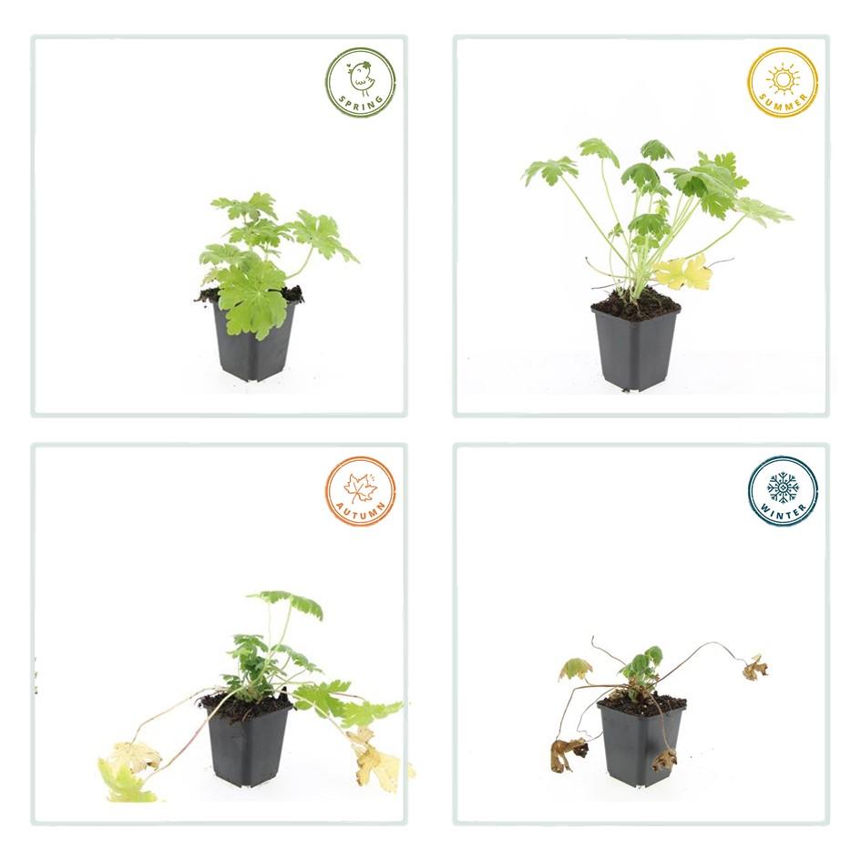 Balkanstorchschnabel - Geranium macr. 'Spessart' - ↕10-25cm - Ø9cm 48 Stück