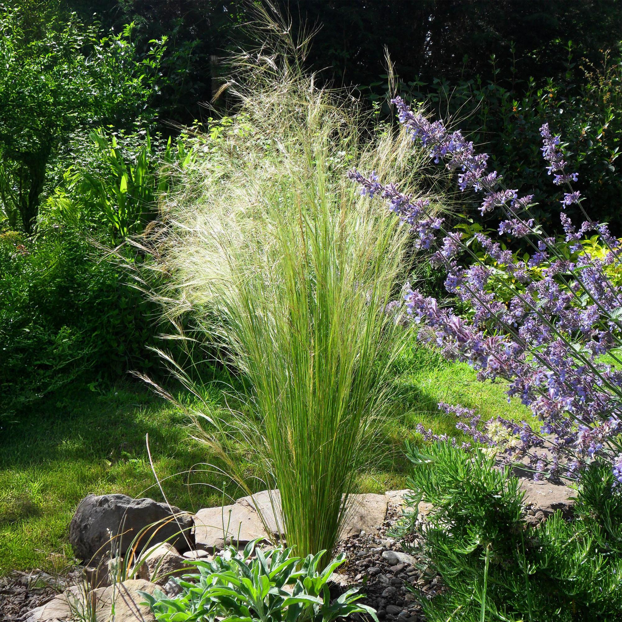 Zartes Federgras - Stipa tenuifolia Ponytails - Grün - 4 Pflanzen - Immergrün - Wenig Pflege - Topf 17cm Höhe 50cm