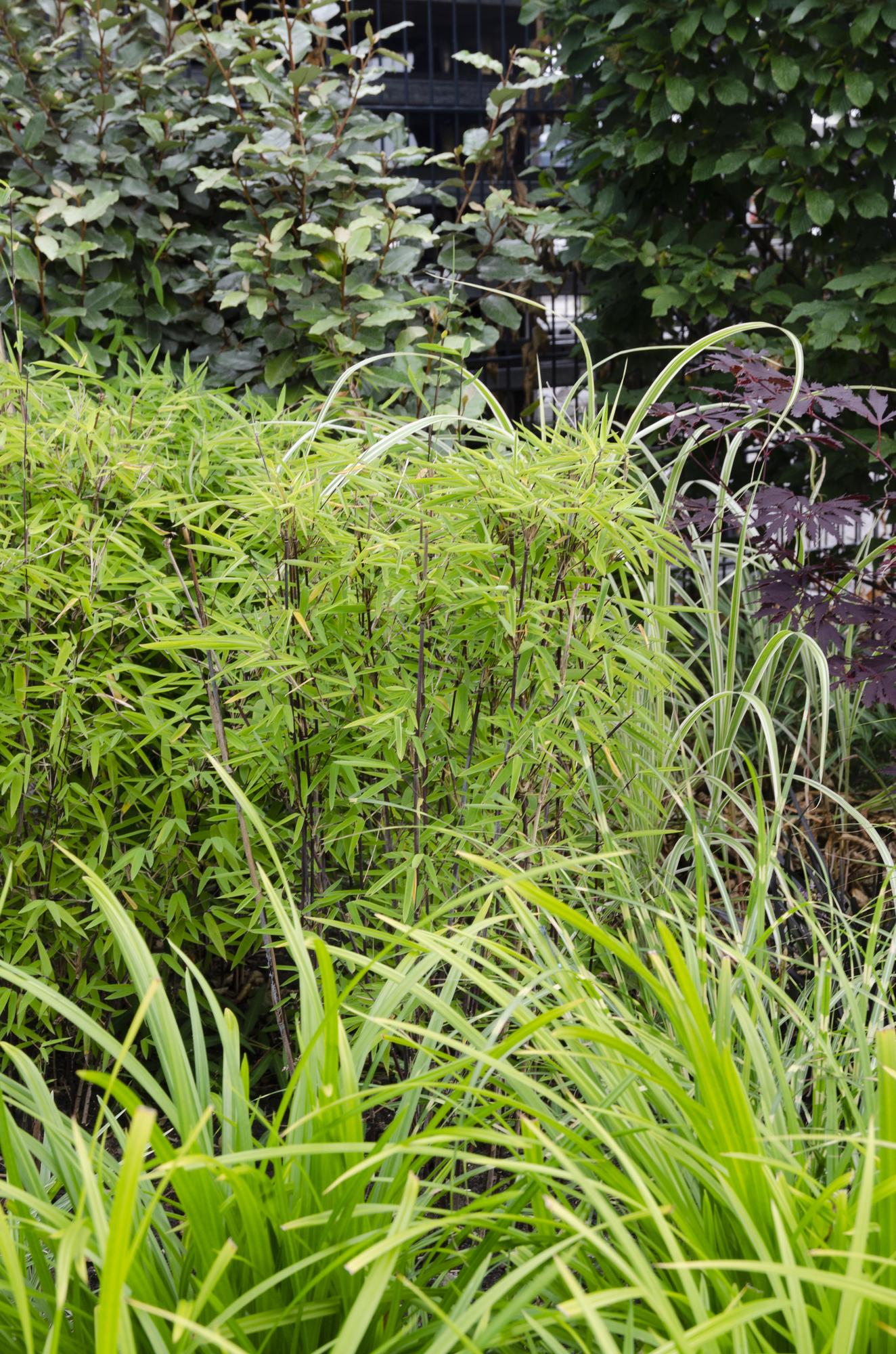 Ziergras Irish Green - Carex morrowii 'Irish Green' - ↨30cm - Ø14 3 Stück