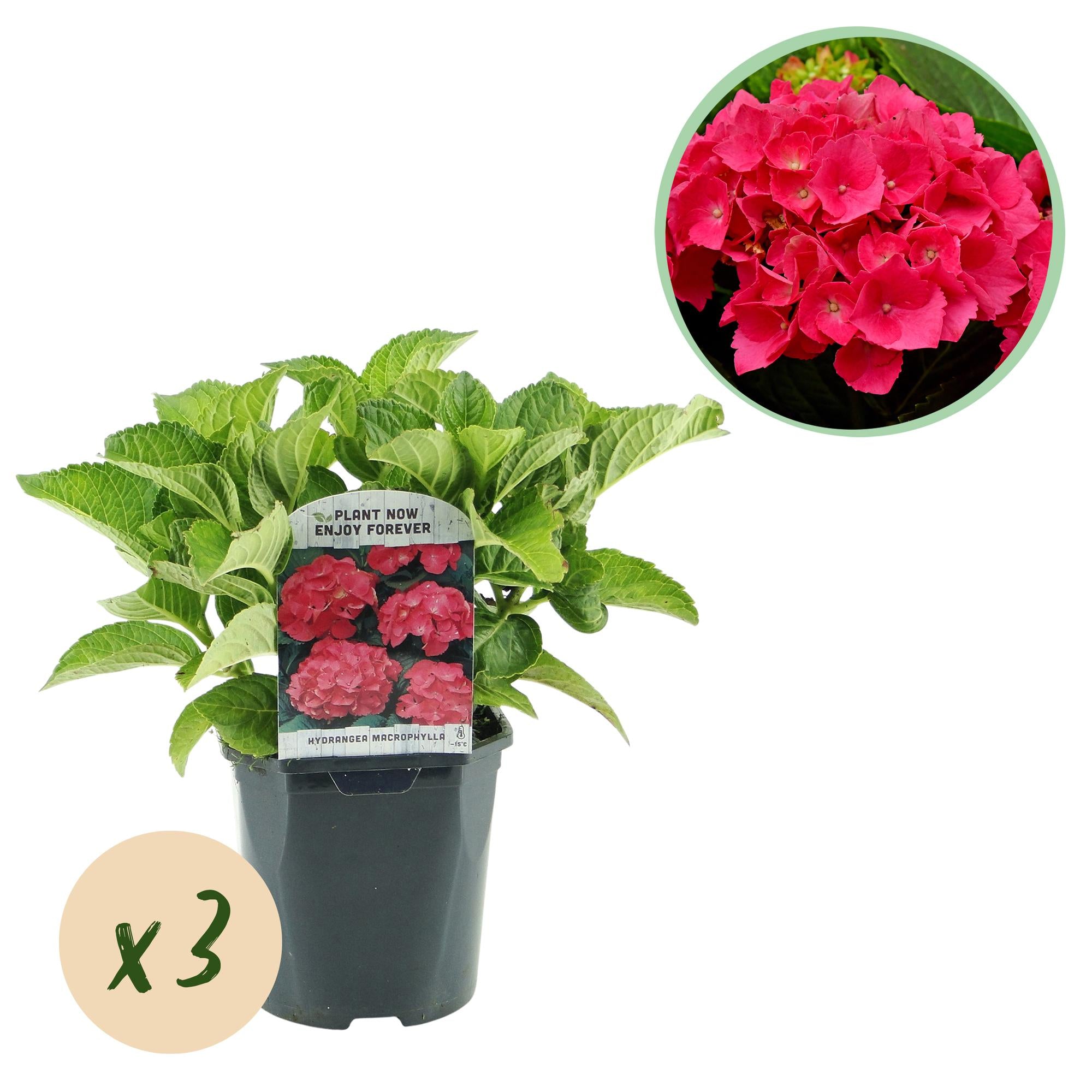 Gartenhortensie - Hortensie - Hydrangea macrophylla Rot - Blume Rot - 3 Pflanzen - 1 m2 - Laubabwerfend - Wenig Pflege - Topf 17cm Höhe 30cm
