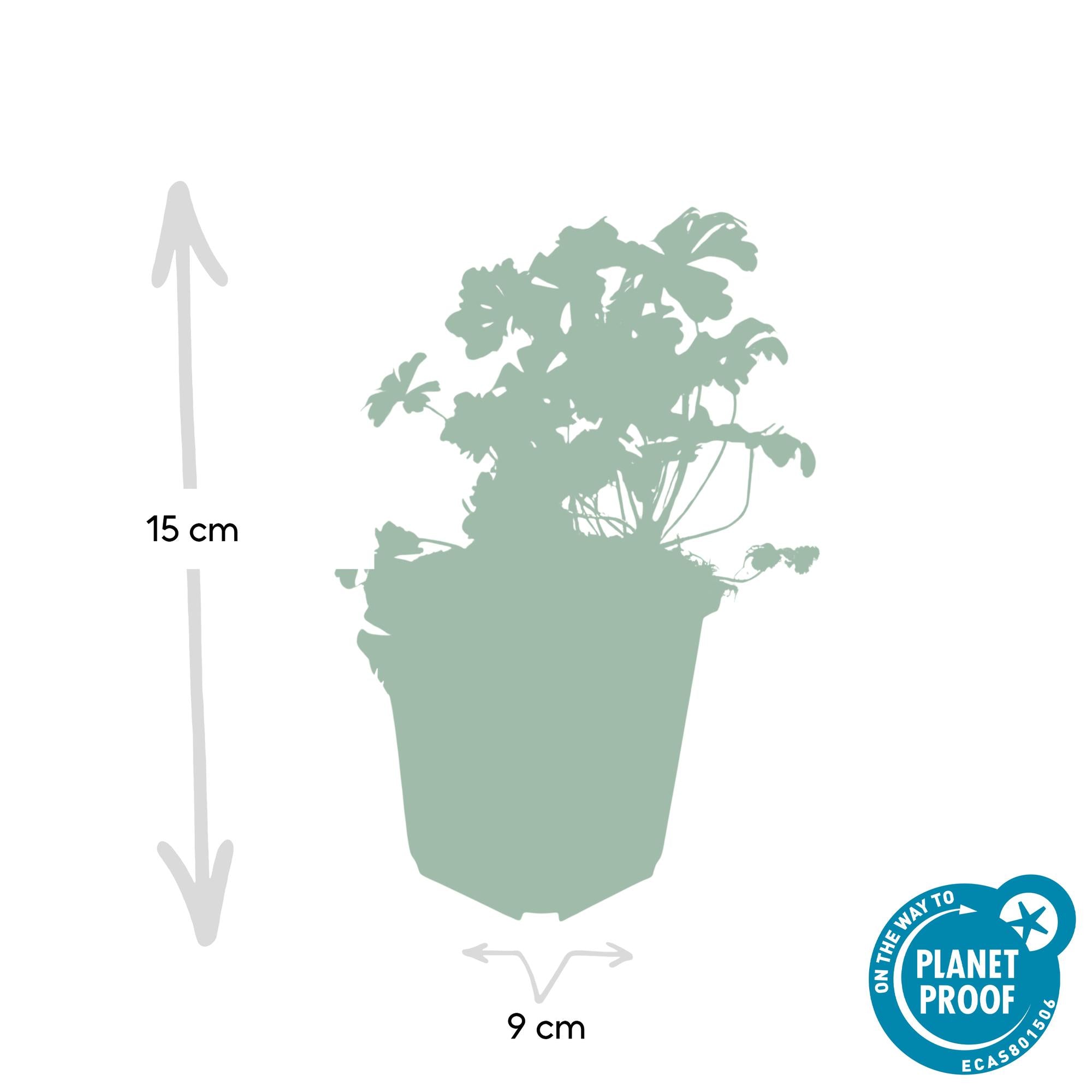 Storchschnabel - Geranium cant. 'Biokovo' - ↕10-25cm - Ø9cm 24 Stück