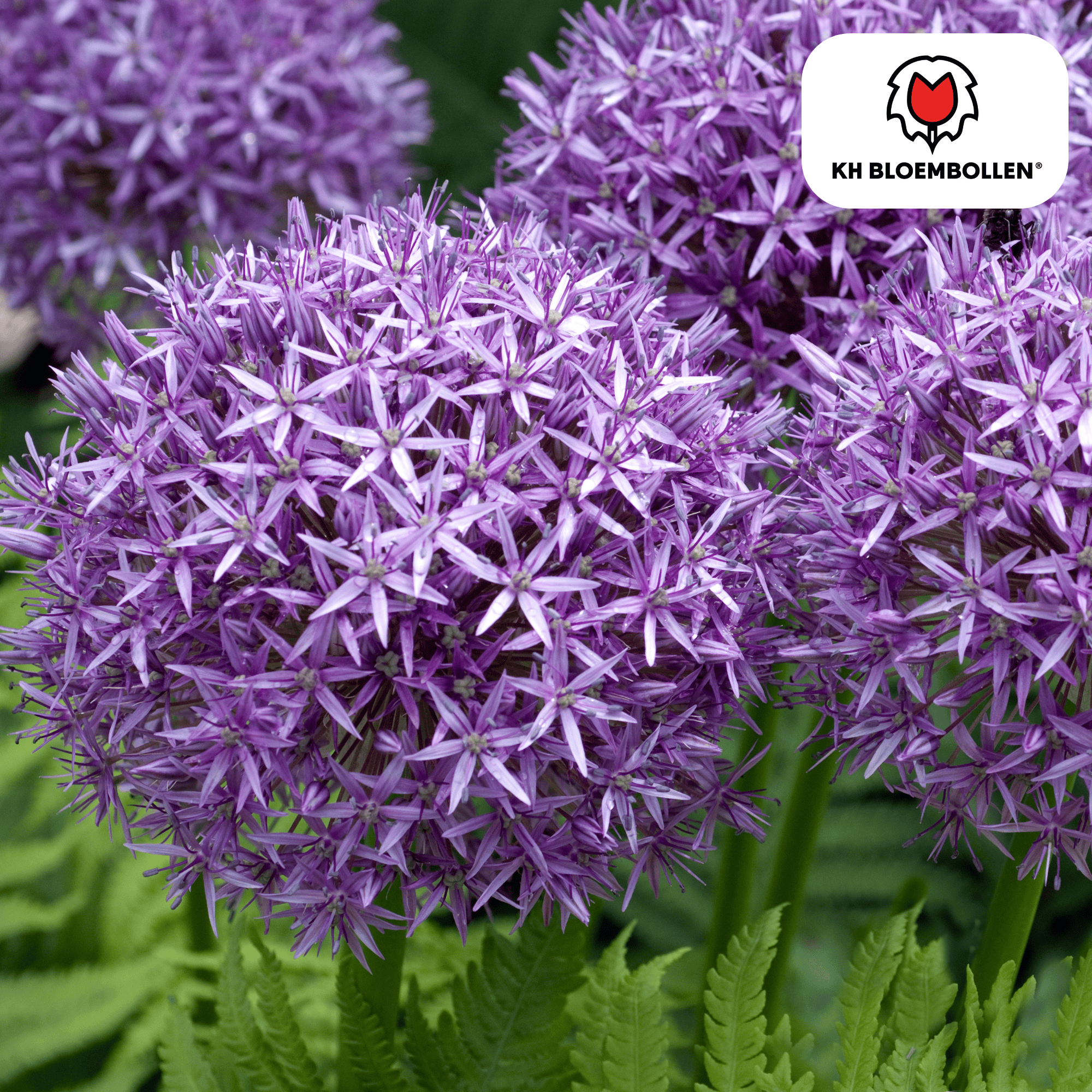 Zierlauch - Allium Globemaster - Blumenzwiebeln 5 Stück