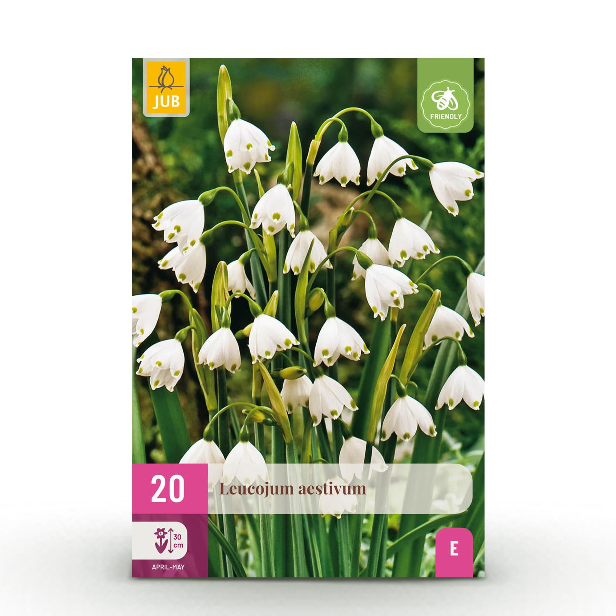 Sommerschneeglöckchen - Leucojum Aestivum - Farbe Weiß - 20 Stück - Zwiebelgröße 8/9 - XXL Pack