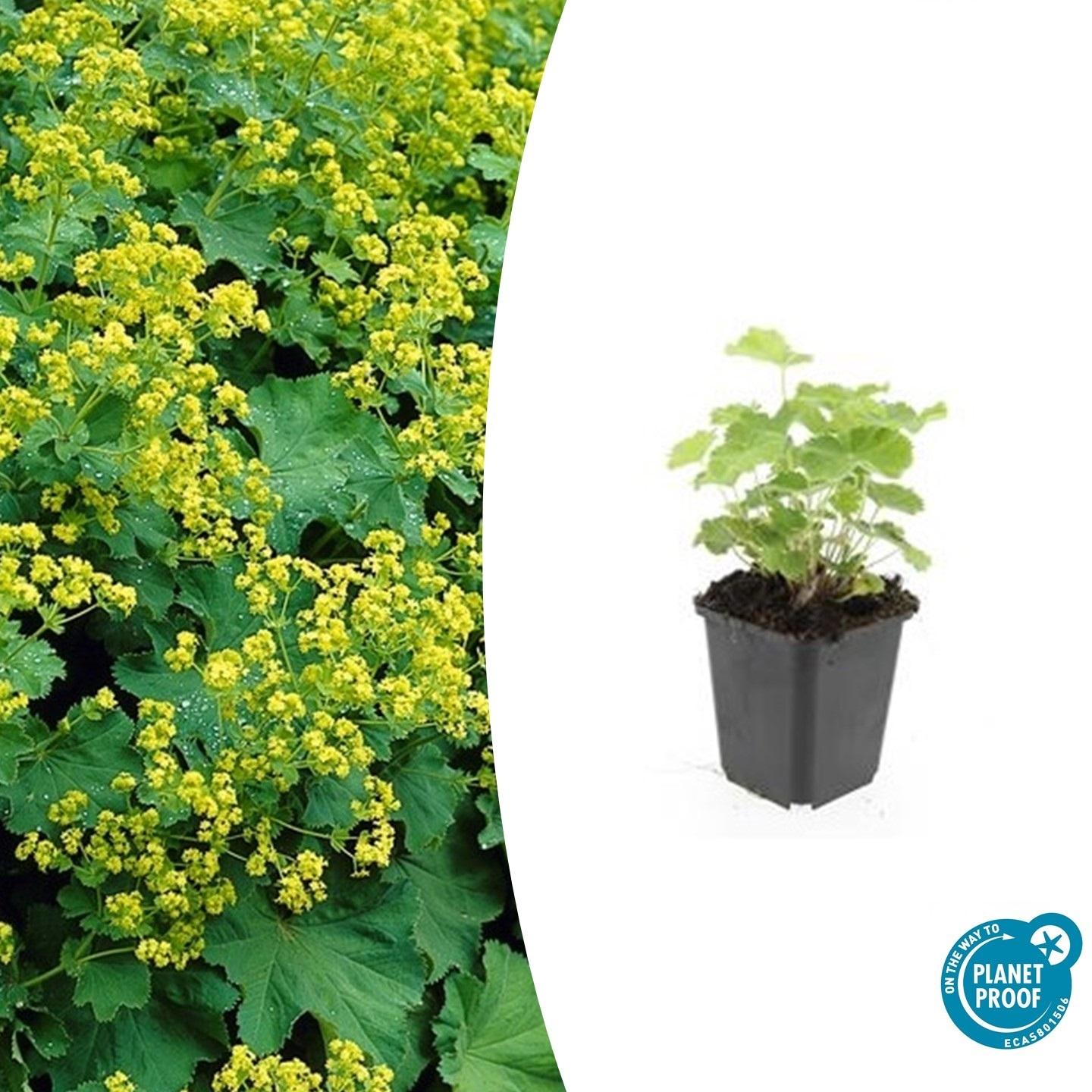 Frauenmantel - Alchemilla mollis - ↕10-25cm - Ø9cm 24 Stück