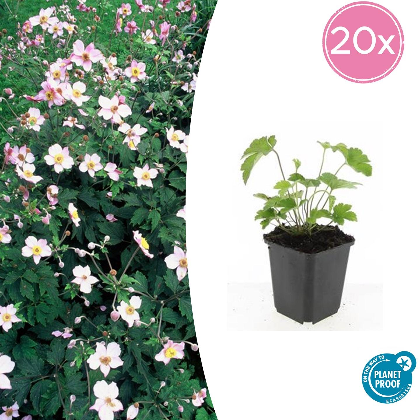 Herbstanemone - Anemone tom. 'Robustissima' - ↕10-25cm - Ø9cm 20 Stück