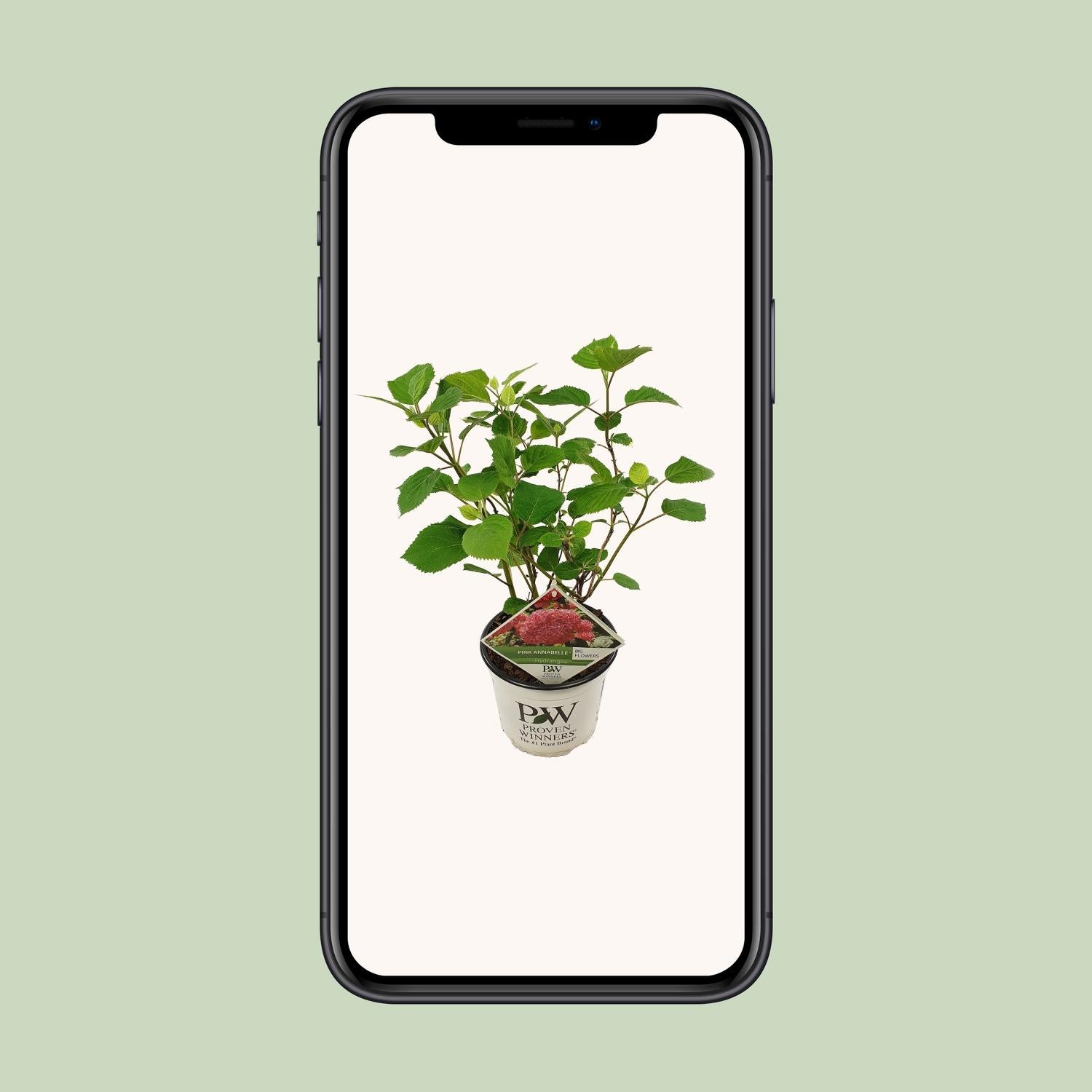 Schneeballhortensie - Hydrangea arbo. 'Pink Annabelle' - Ø19cm - ↕30cm