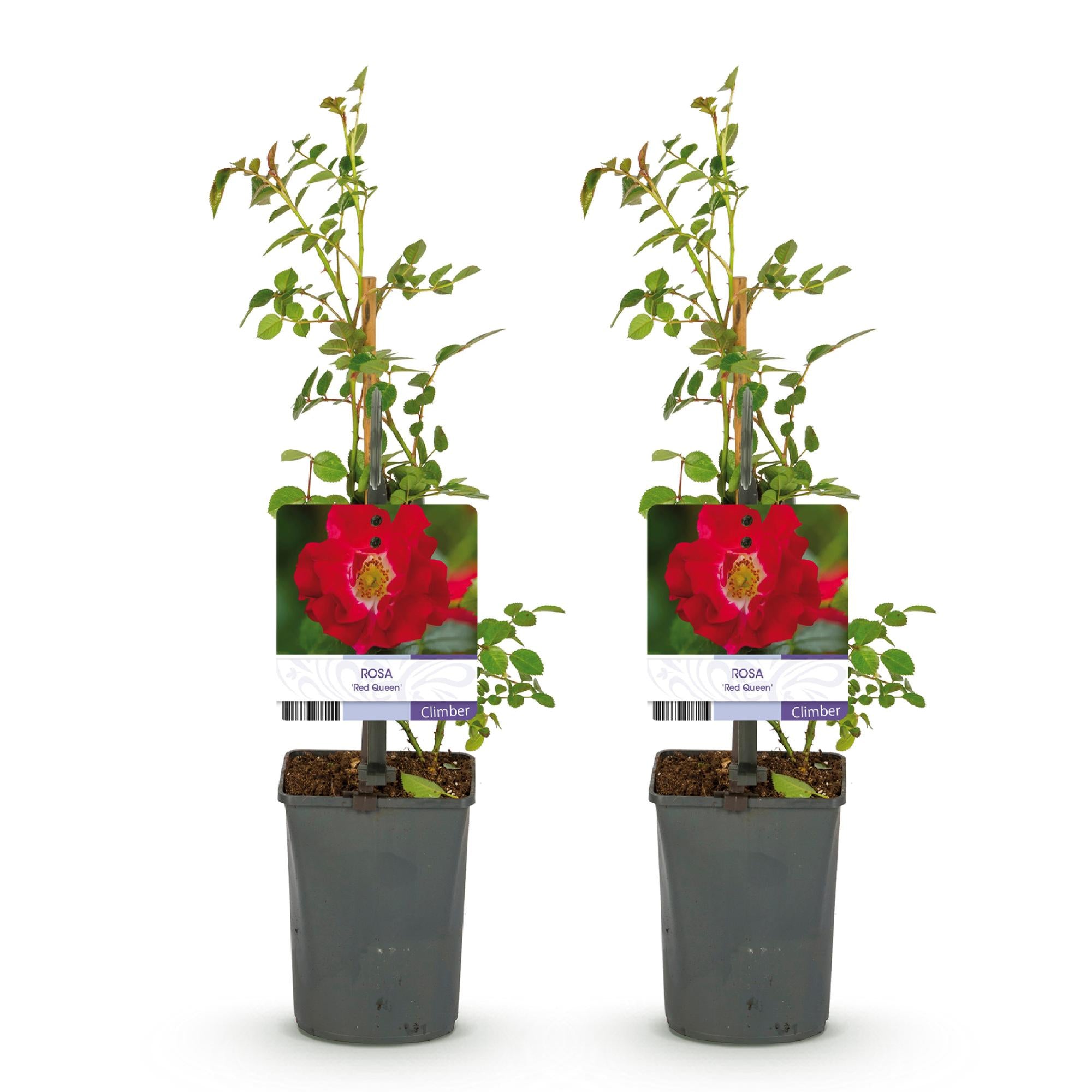 Rosen - Rosa Red Queen - Kletterrose Blüte Rot - 2 Pflanzen - Topf 11cm Höhe 40cm