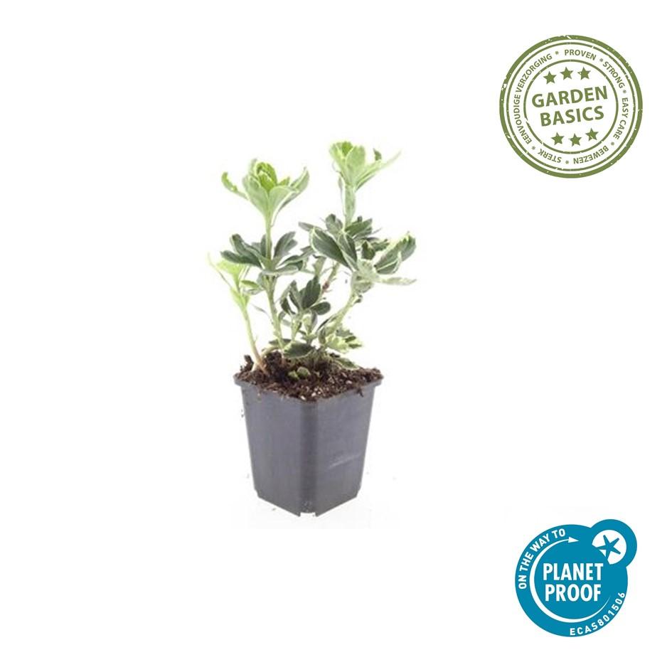 Weißbuntes Dickmännchen - Pachysandra term. 'Variegata' - ↕10-25cm - Ø9cm 24 Stück