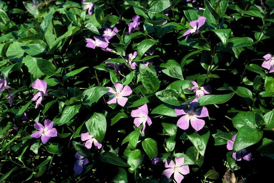 Großes Immergrün - Vinca major - ↕10-25cm - Ø9cm 40 Stück