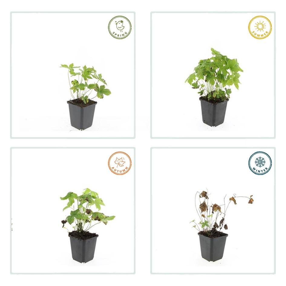 Knotenstorchschnabel - Geranium nodosum - ↕10-25cm - Ø9cm 60 Stück