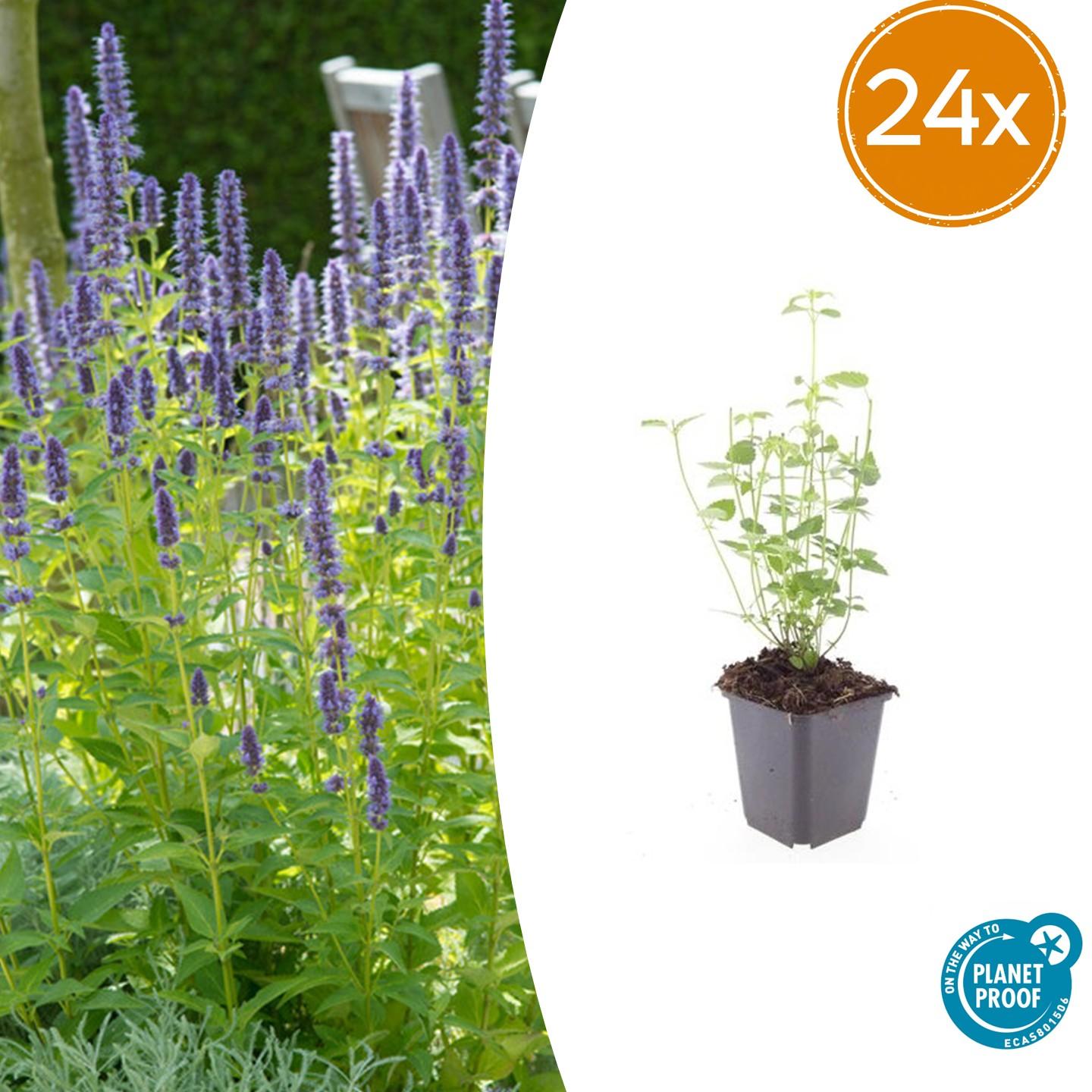 Duftnessel - Agastache 'Black Adder' - ↕10-25cm - Ø9cm 24 Stück