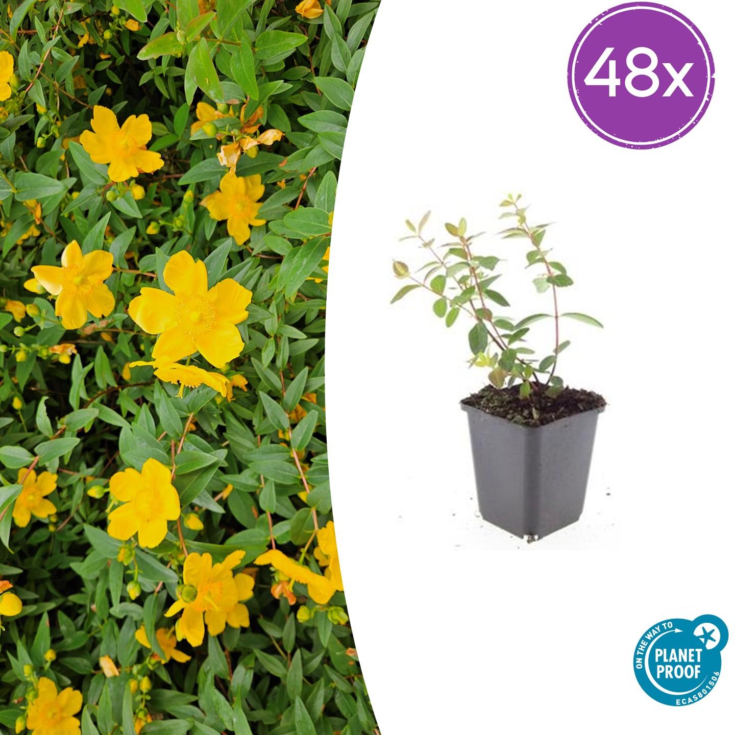 Johanniskraut - Hypericum dummeri 'Peter Dummr' - ↕10-25cm - Ø9cm 48 Stücke