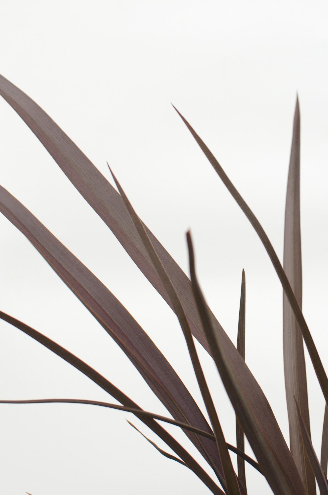 Neuseeländer Flachs - Phormium 'Rubra Nana' - Ø14cm - ↕50cm