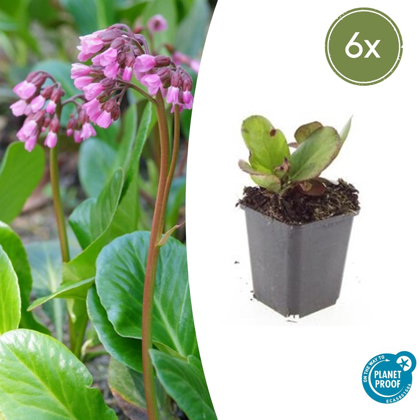 Herzblattbergenie - Bergenia cordifolia 'Herbstblüte'  - ↕10-25cm - Ø9cm 6 Stück