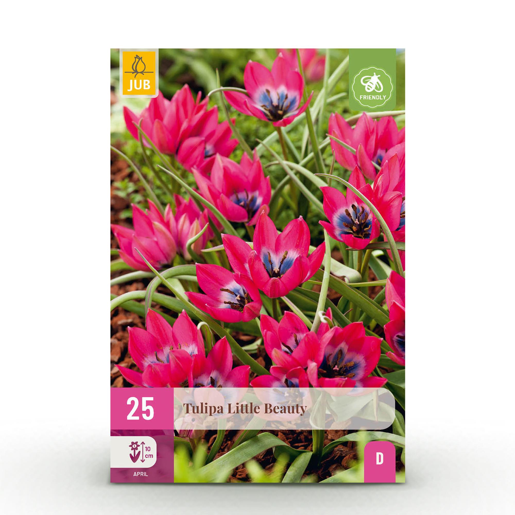 Tulpen - Tulipa Little Beauty - Farbe Dunkelrosa - 25 Stück - Zwiebelgröße 6/7 - XXL Pack