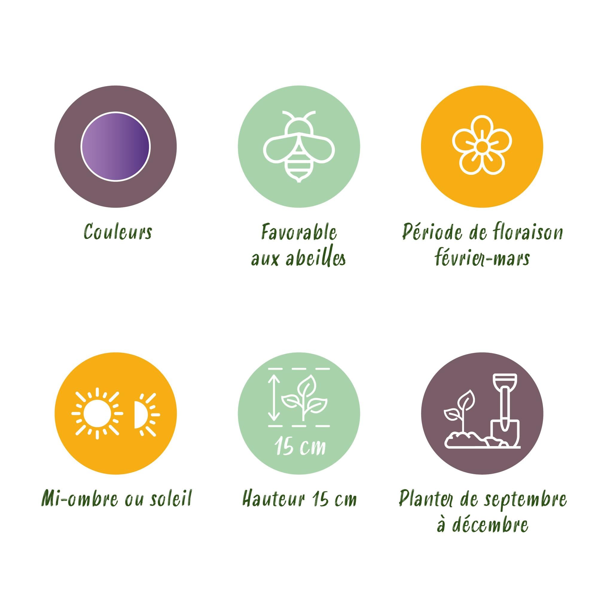 Krokuse - Blumenzwiebeln - Crocus Blue - Farbe Blau - 30 Stück - Zwiebelgröße 7/8 - XXL Pack