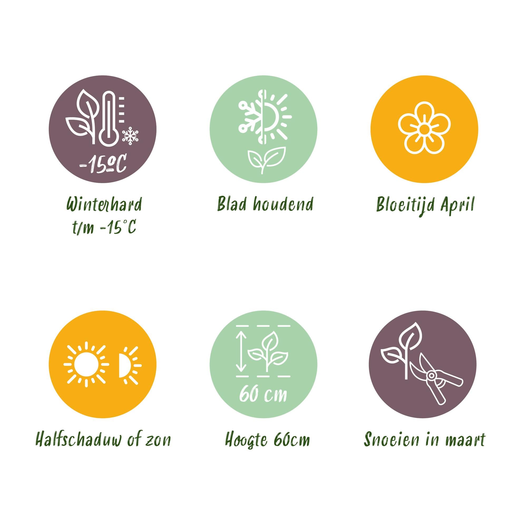 Japansegge - Carex morrowii Ice Dance - Weiß & Grün - 2 Pflanzen - Immergrün - Wenig Pflege - Topf 17cm Höhe 50cm