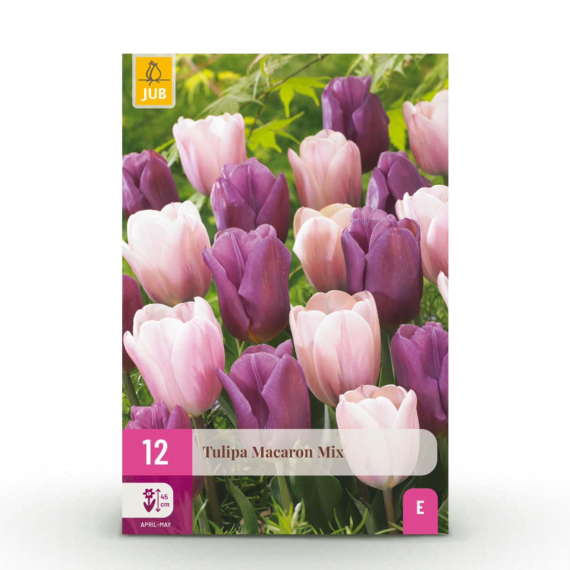 Tulpen Mix - Tulipa Macron mix - Verschiedene Farben - 12 Stück - Zwiebelgröße 11/12 - XXL Pack