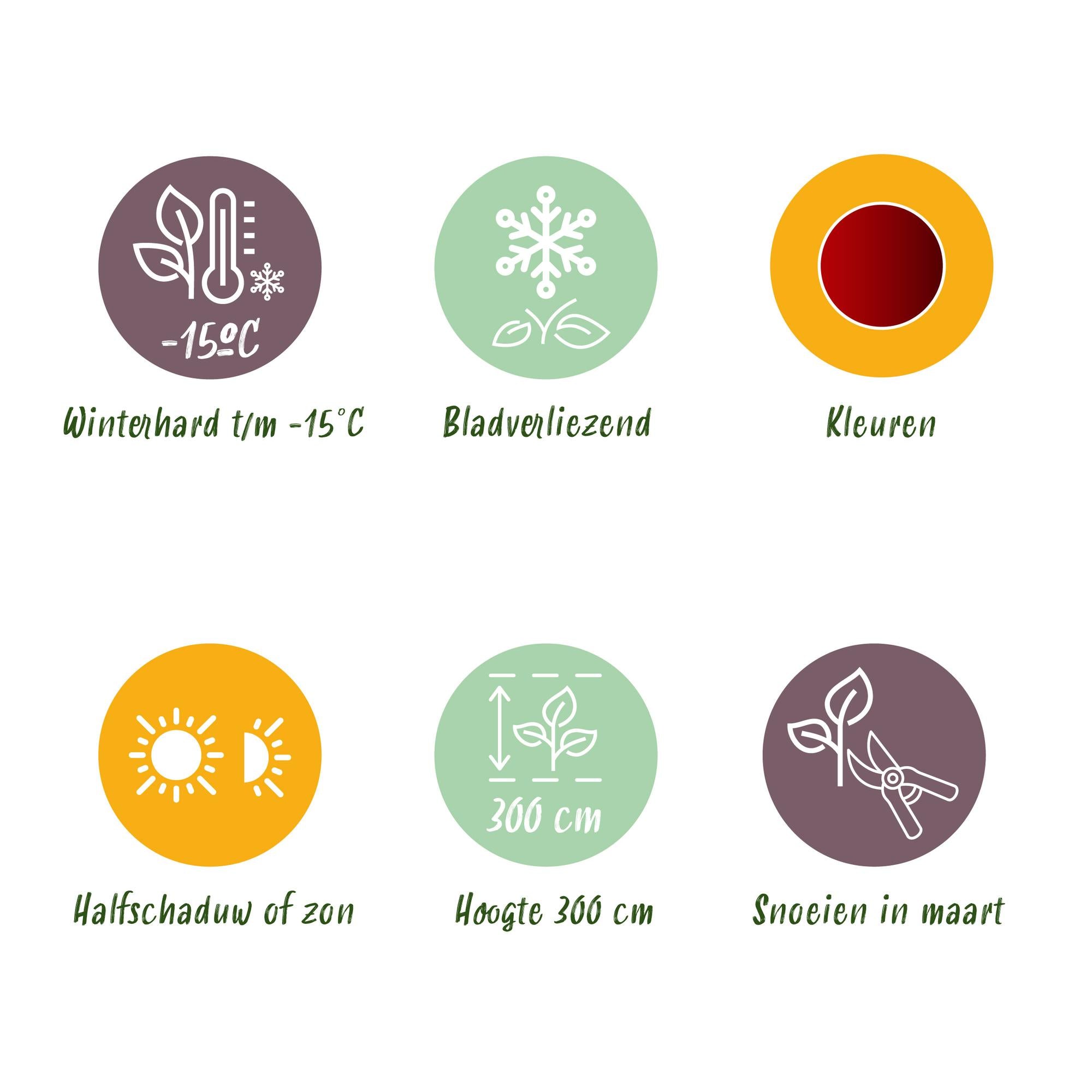 Japanischer Fächerahorn - Acer palmatum Jerre Schwarz - Dunkelrot - 1 Pflanze - Laubabwerfend - Topf 19cm Höhe 70cm