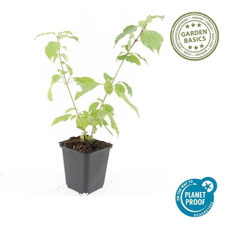 Roter Hartriegel - Cornus sang. 'Anny's Winter Orange' - ↕10-25cm - Ø9cm 40 Stück