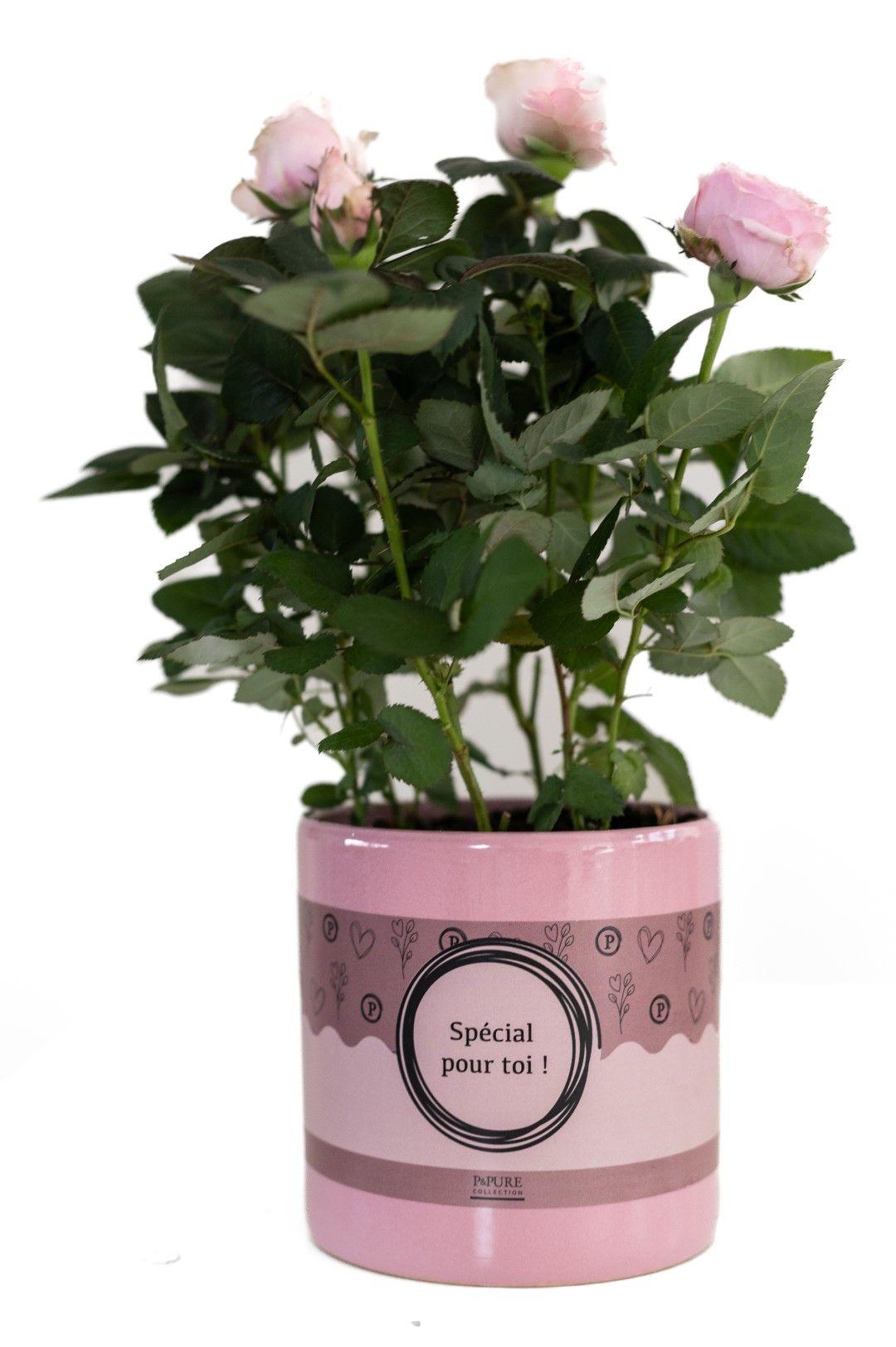 Rose Light Pink In P&PURE "SPECIAL POUR TOI" Verpakking - Ø12cm - ↕30cm