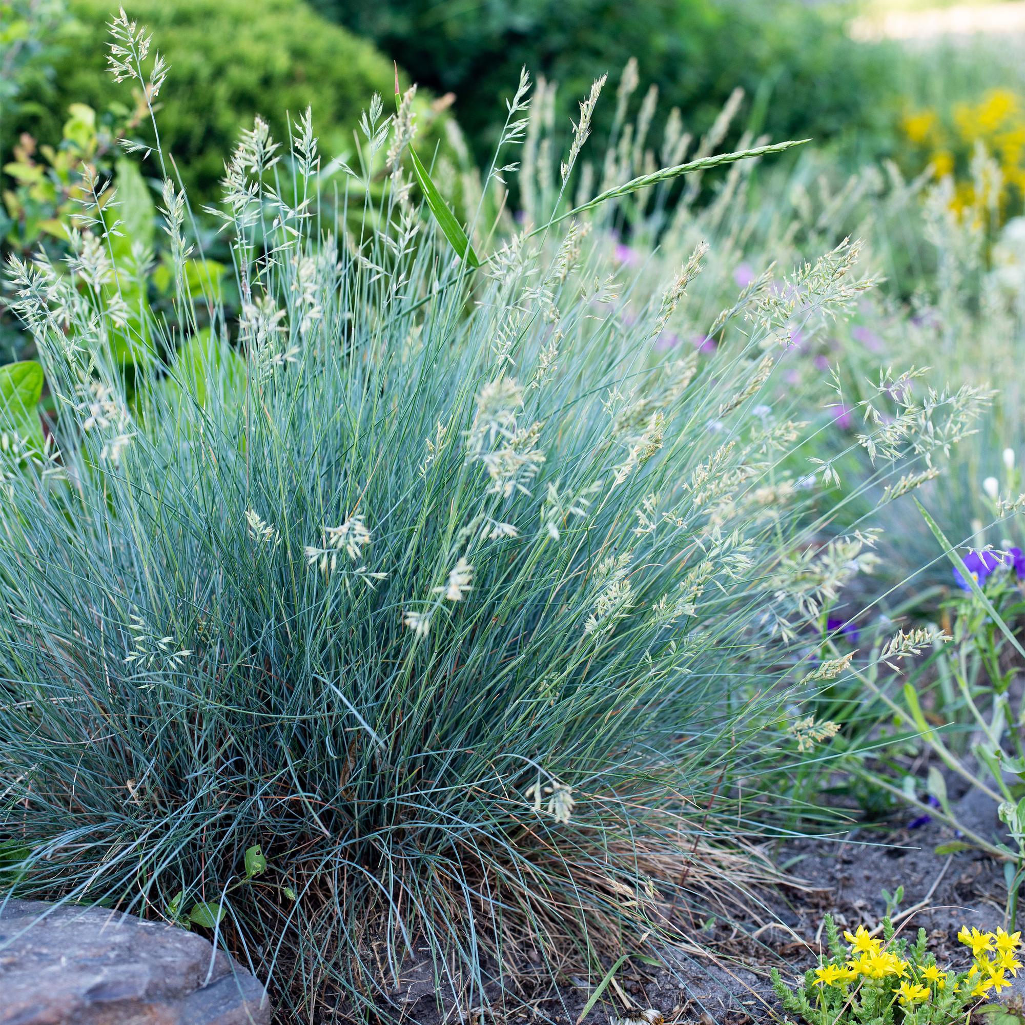 Blauschwingel  - Festuca glauca Intense Blue - Blau - 2 Pflanzen - Immergrün - Wenig Pflege - Topf 17cm Höhe 50cm