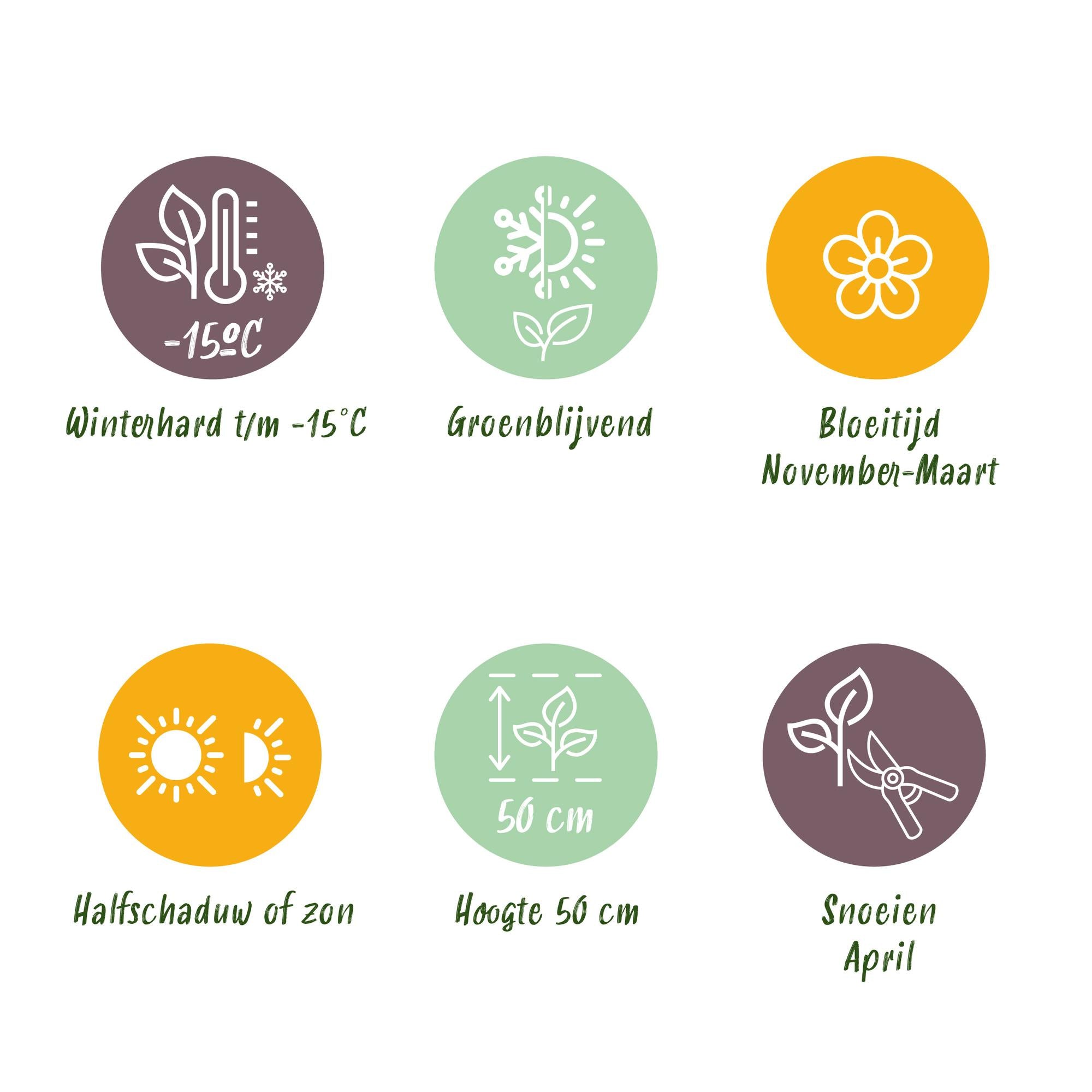 Christrosen Set - Weihnachtsrose - Helleborus Christmas Carol - Weiße Blüte - 6 Pflanzen - Immergrün - Topf 10,5cm Höhe 25cm