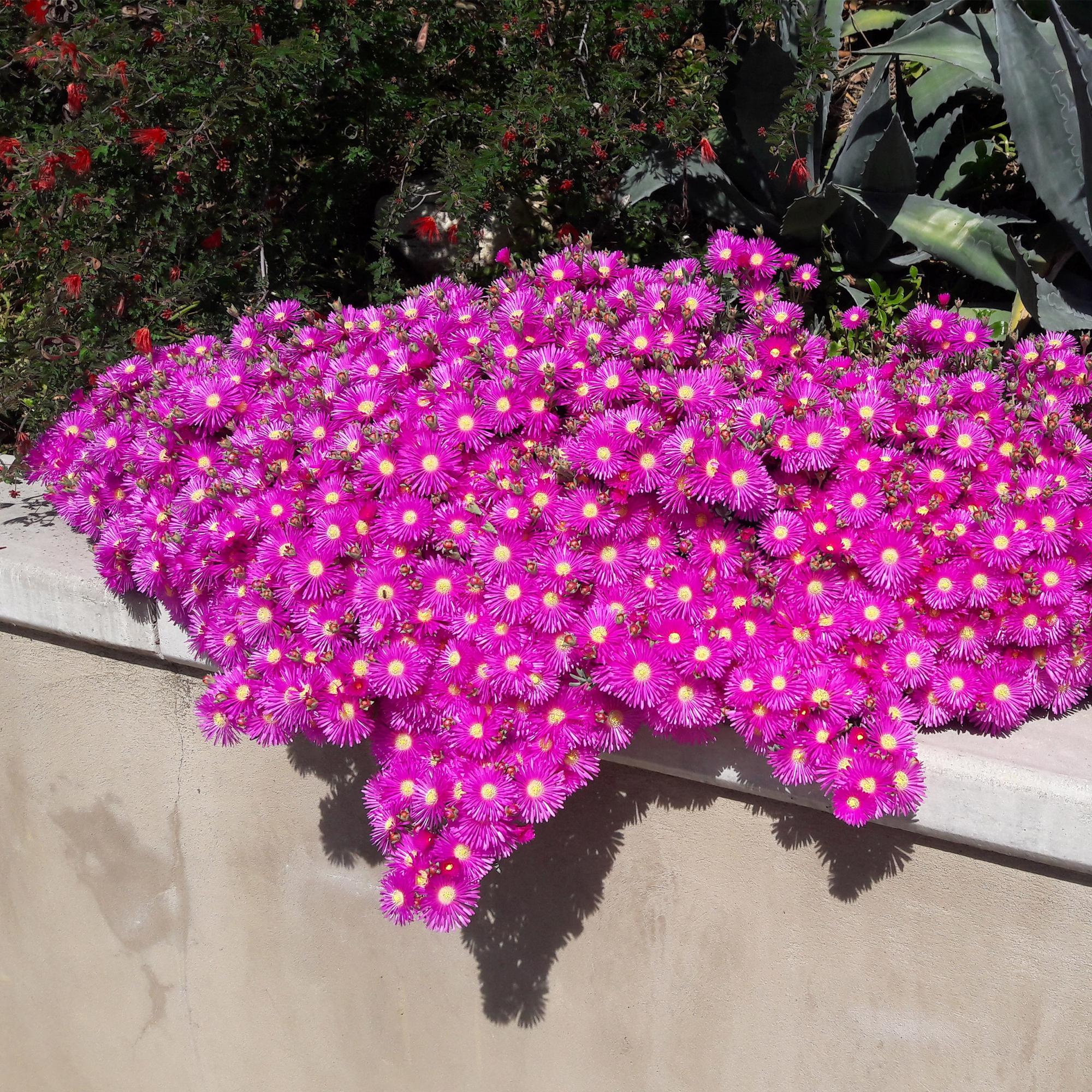 Mittagsblume - Delosperma Bodendeckerblumen - 4 Pflanzen - Farben Rot - Gelb - Lila - Rosa - Wenig Pflege - Topf 14cm Höhe 17cm