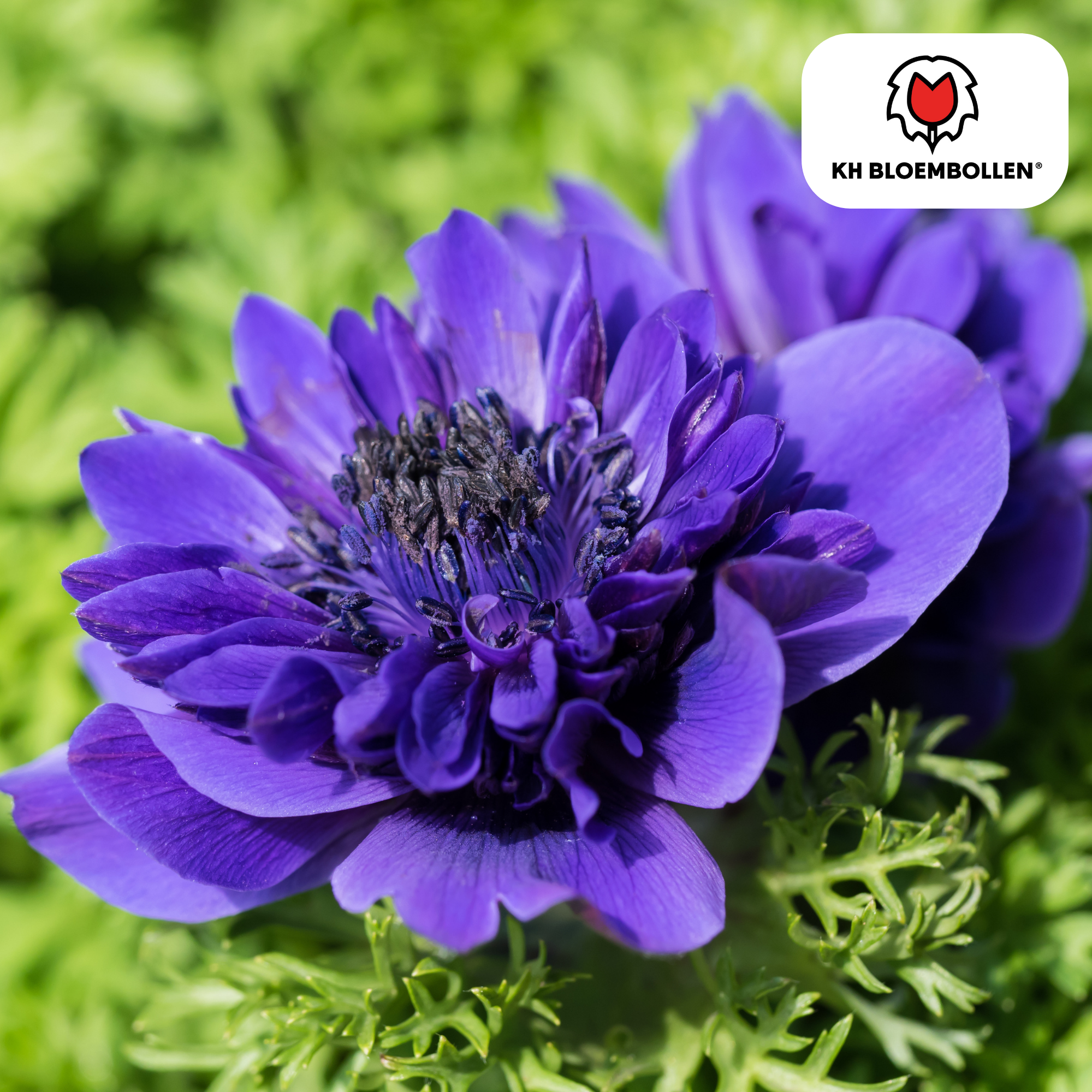 Windröschen - Anemonen Doppel 30 Stück