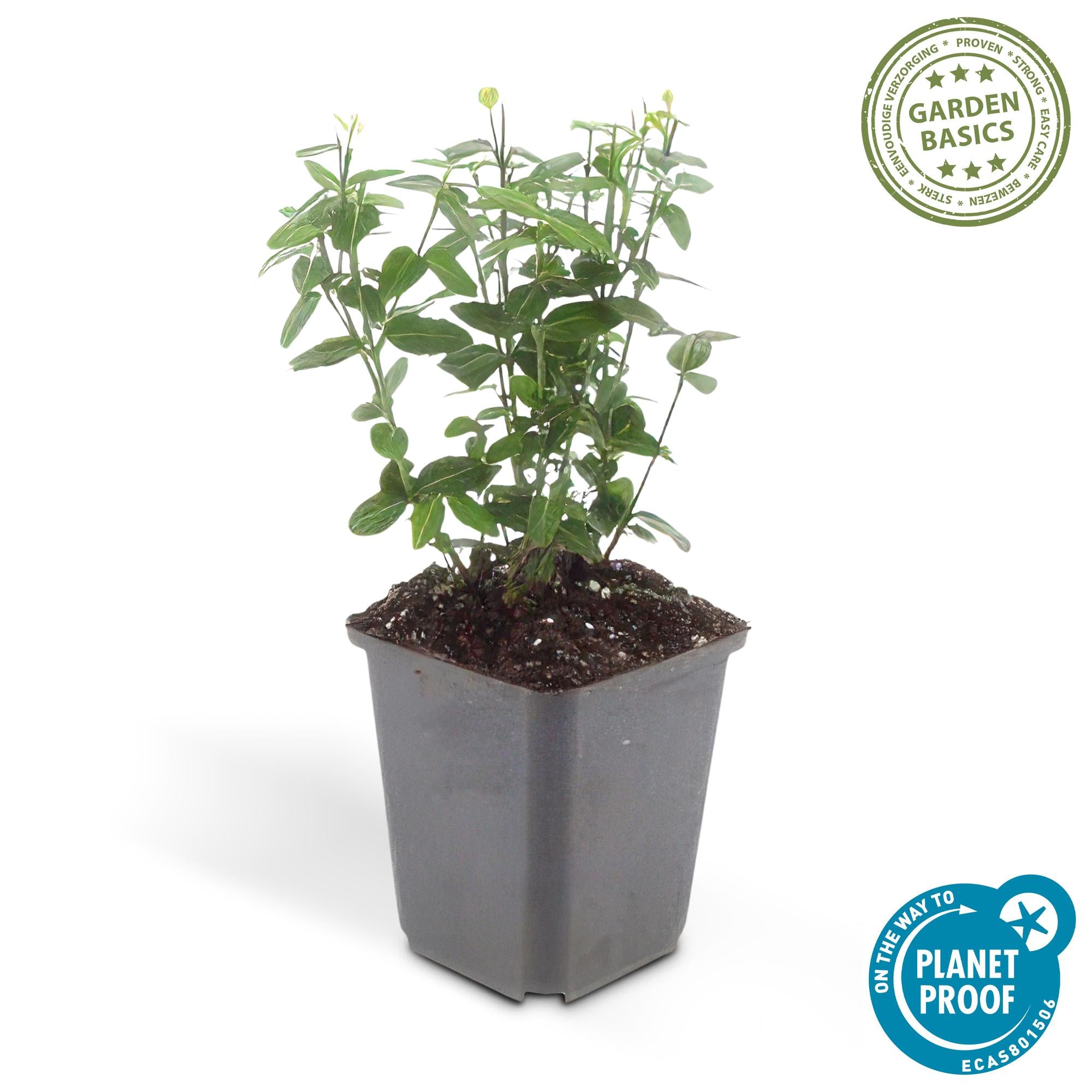 Immergrüne Kriechspindel - Euonymus fortunei radicans - ↕10-25cm - Ø9cm 24 Stück