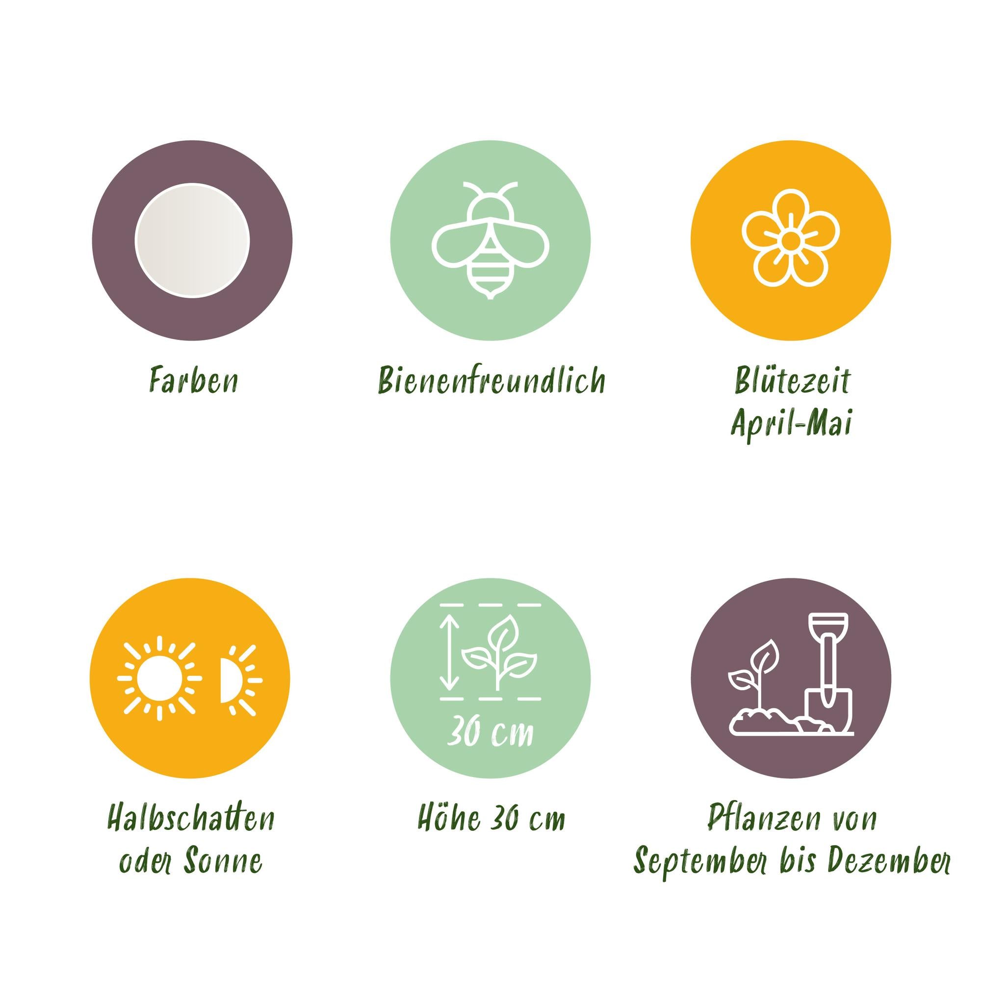 Sommerschneeglöckchen - Leucojum Aestivum - Farbe Weiß - 20 Stück - Zwiebelgröße 8/9 - XXL Pack