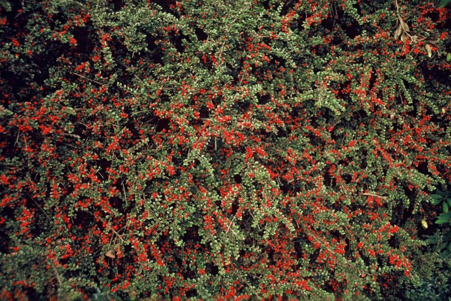 Fächerzwergmispel - Cotoneaster horizontalis - ↕10-25cm - Ø9cm 40 Stück