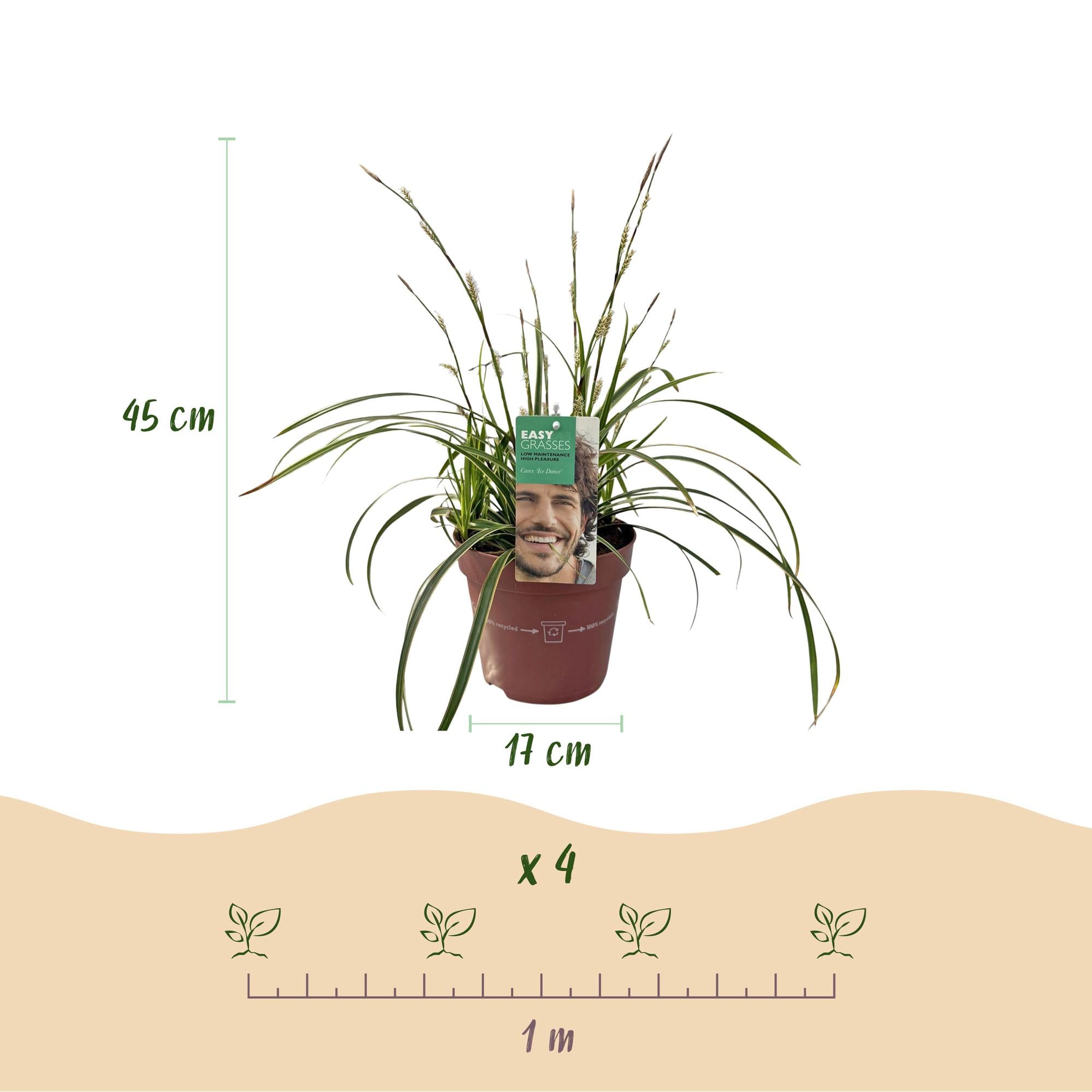 Japansegge - Carex morrowii Ice Dance - Weiß & Grün - 2 Pflanzen - Immergrün - Wenig Pflege - Topf 17cm Höhe 50cm