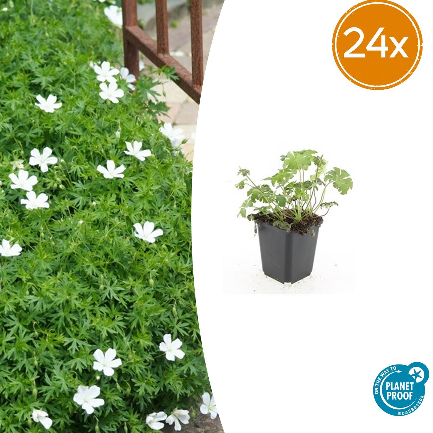 Weißer Blutstorchschnabel - Geranium sang. 'Album' - ↕10-25cm - Ø9cm 24 Stück